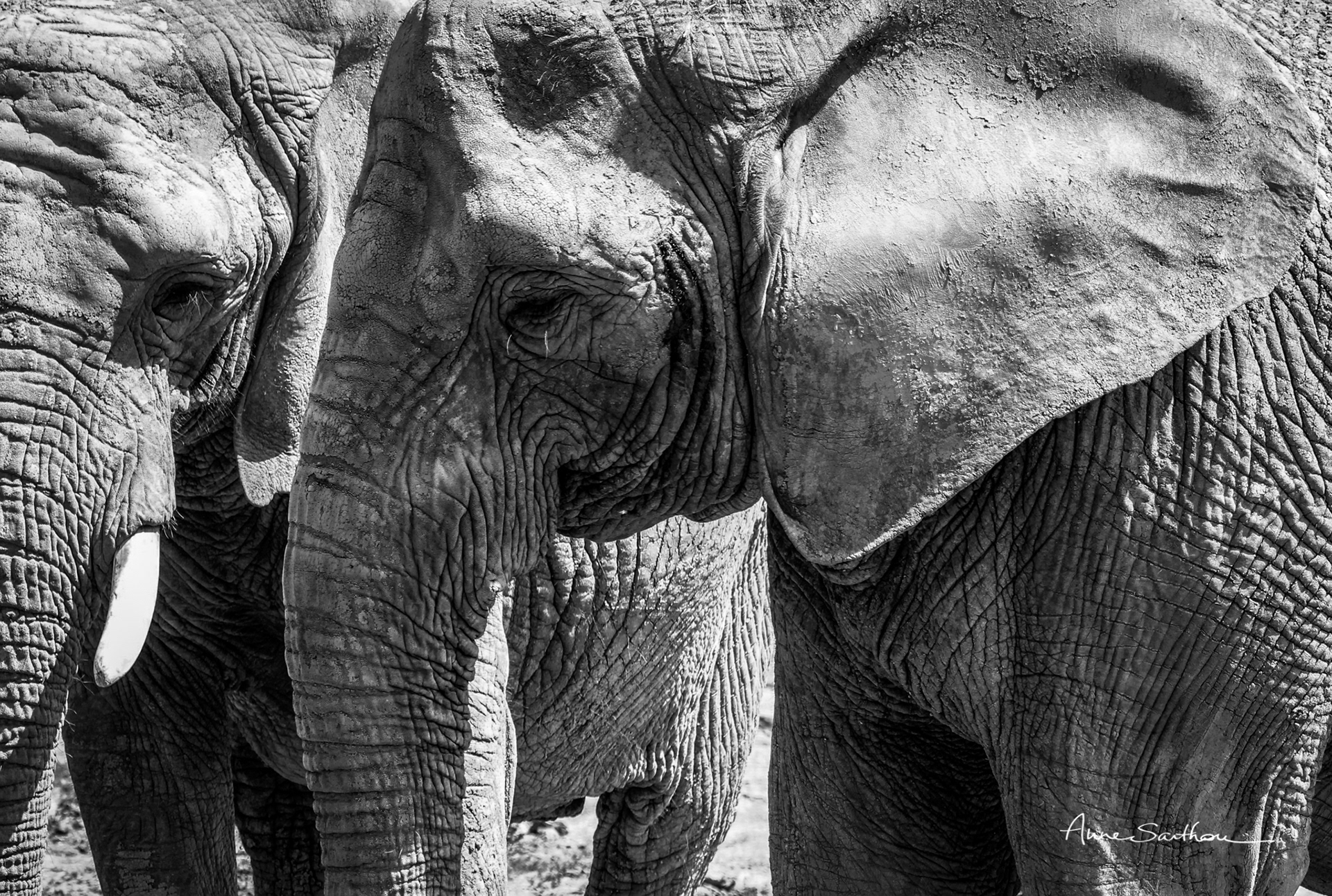 Un éléphant et demi