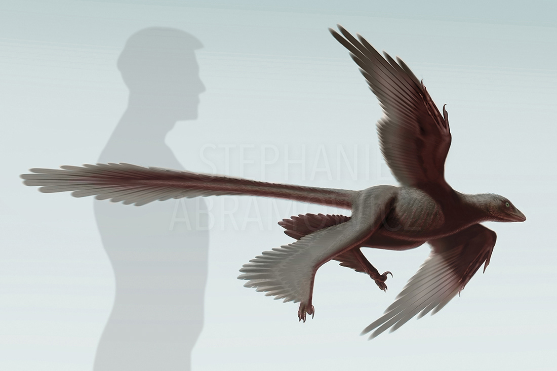 Changyuraptor yangi, illustration by Stephanie Abramowicz.