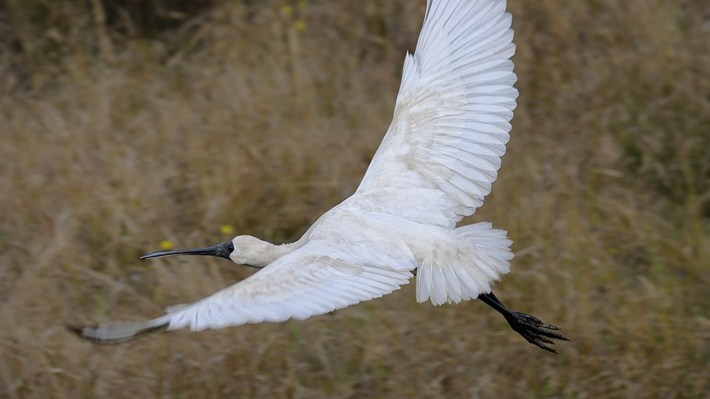 Ibis in flight, The Ponds, NSW.