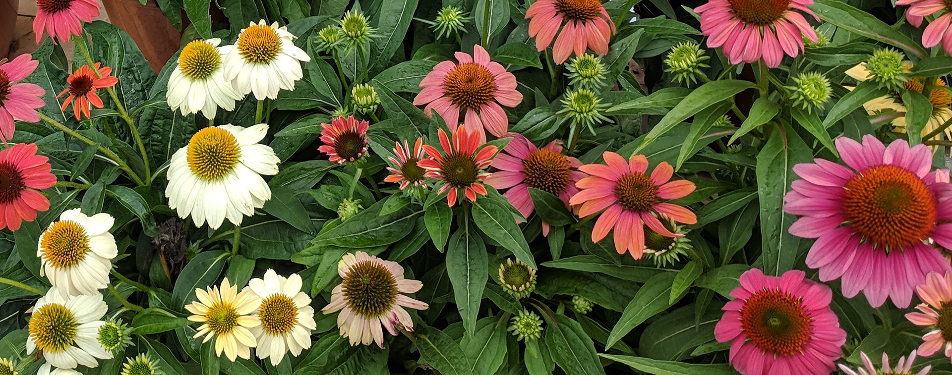Images of flowers.