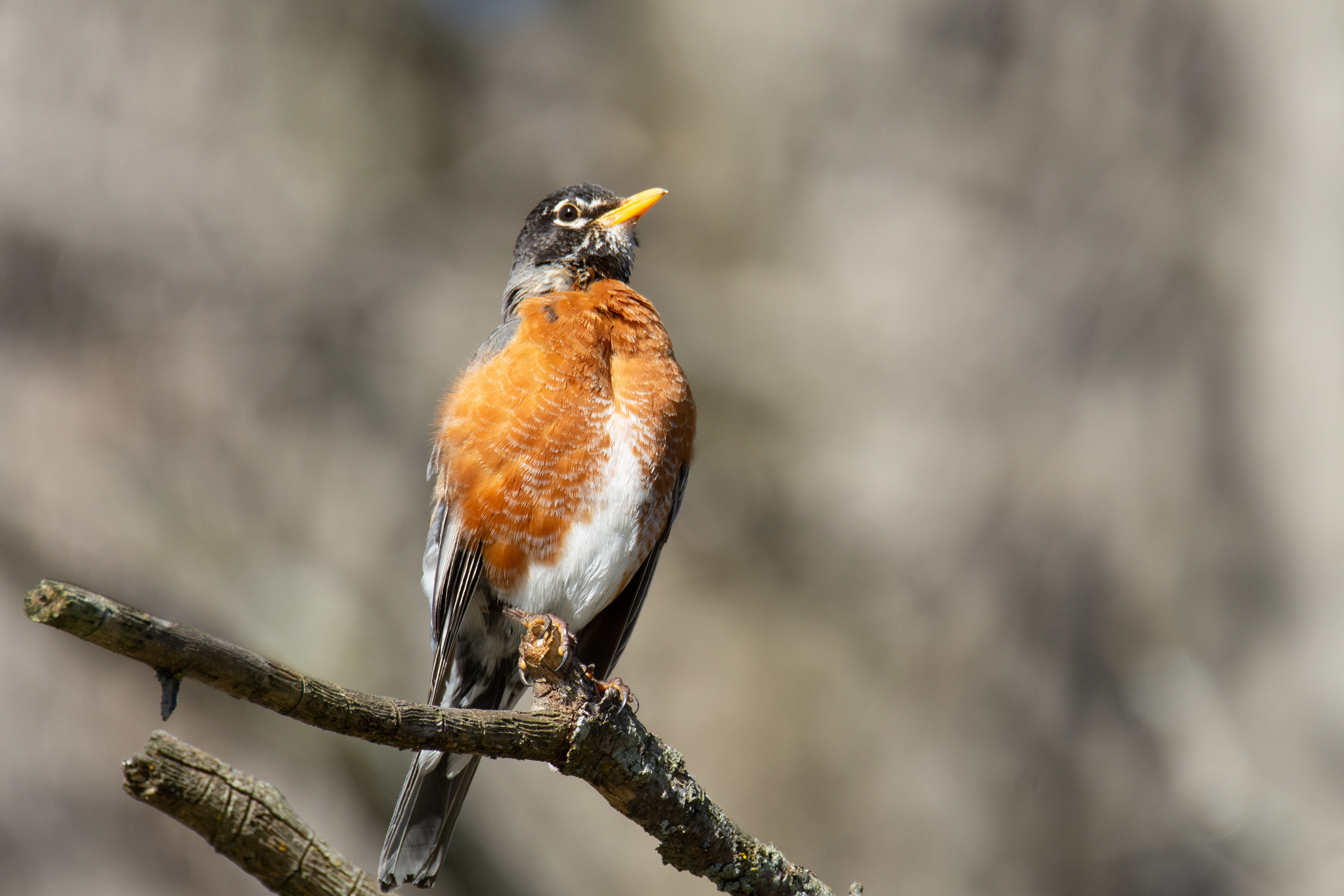 Female Robin