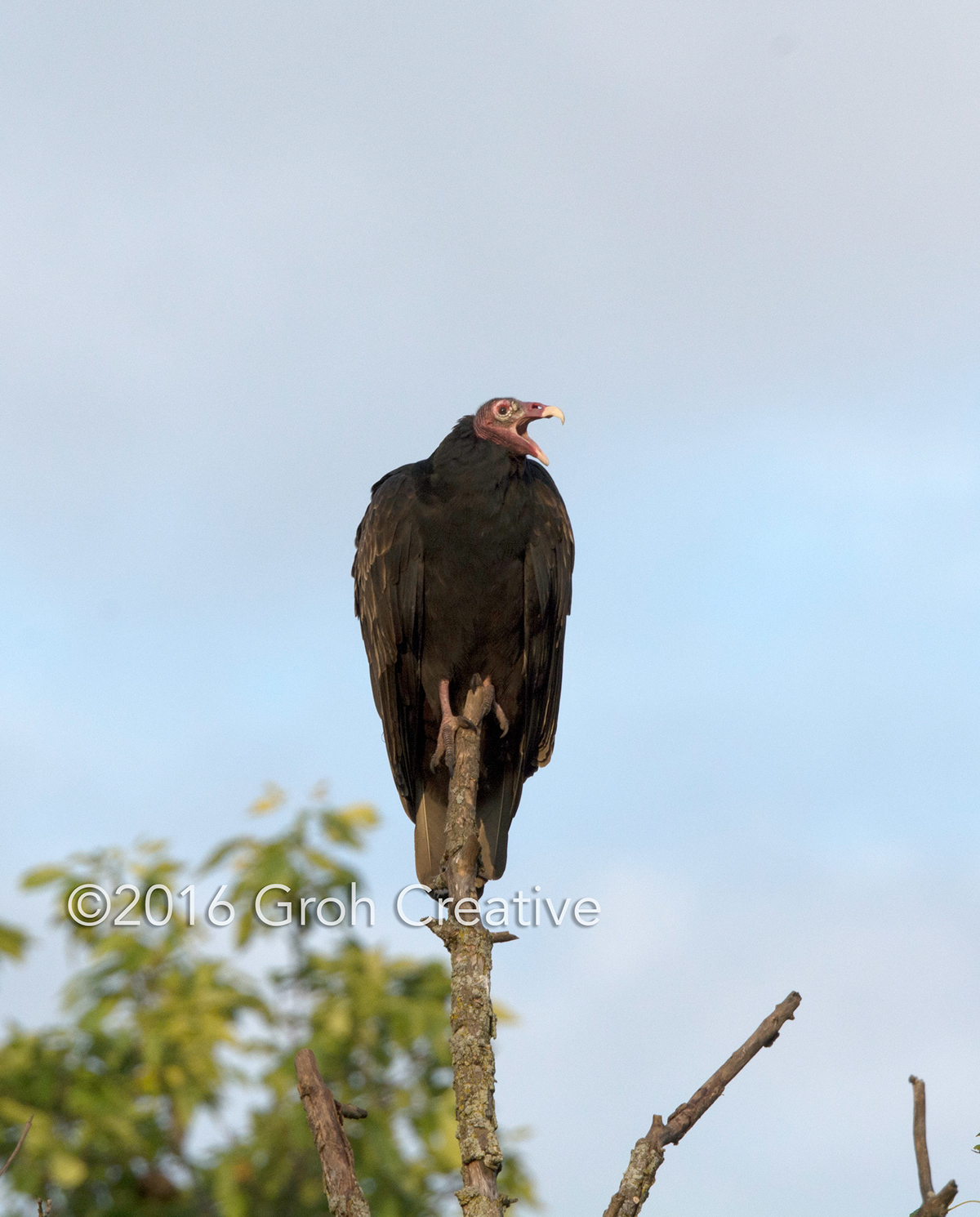 Groh Creative PHOTOS Wisconsin Turkey Vultures