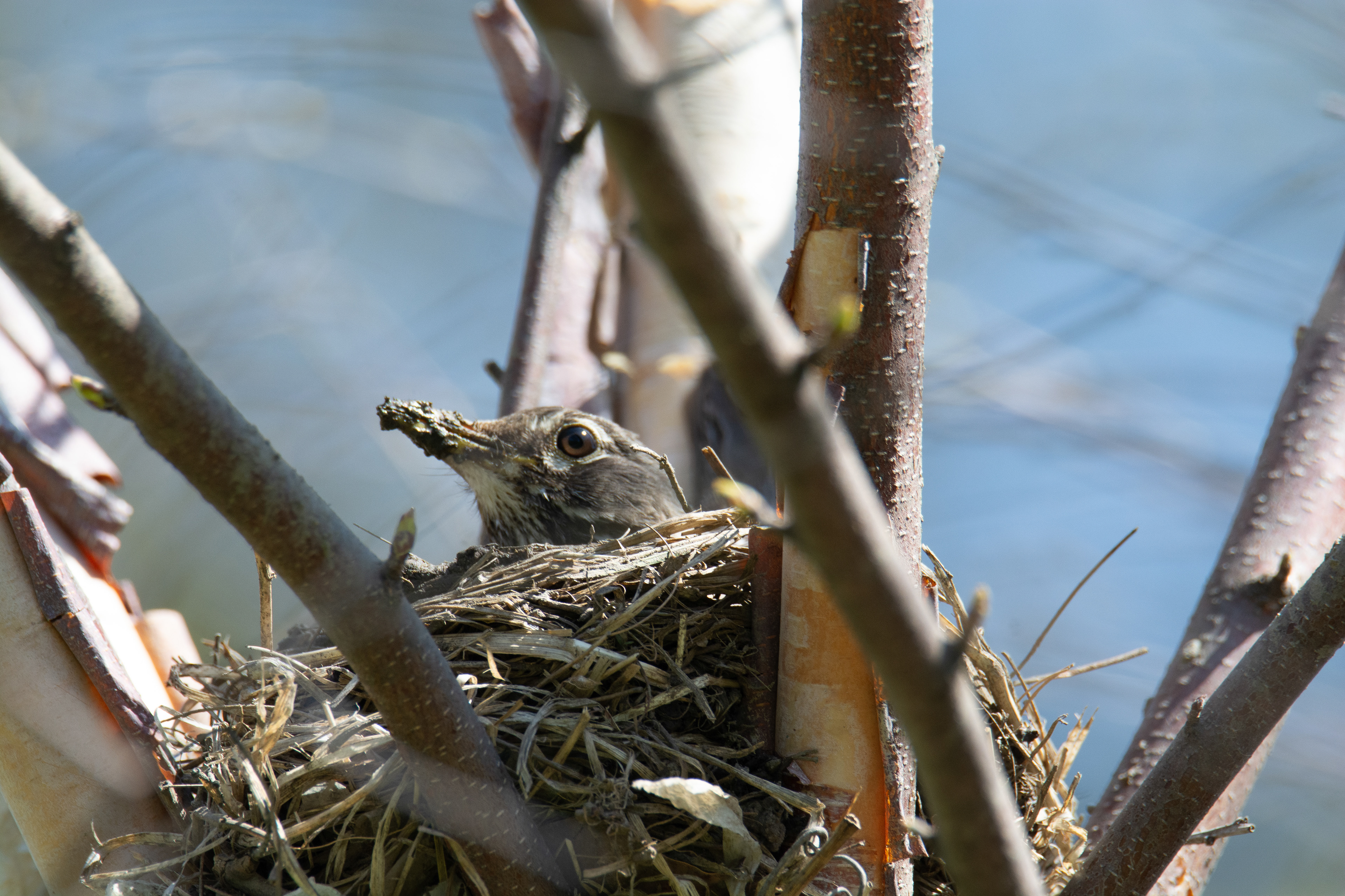 Female Robin in Her Nest