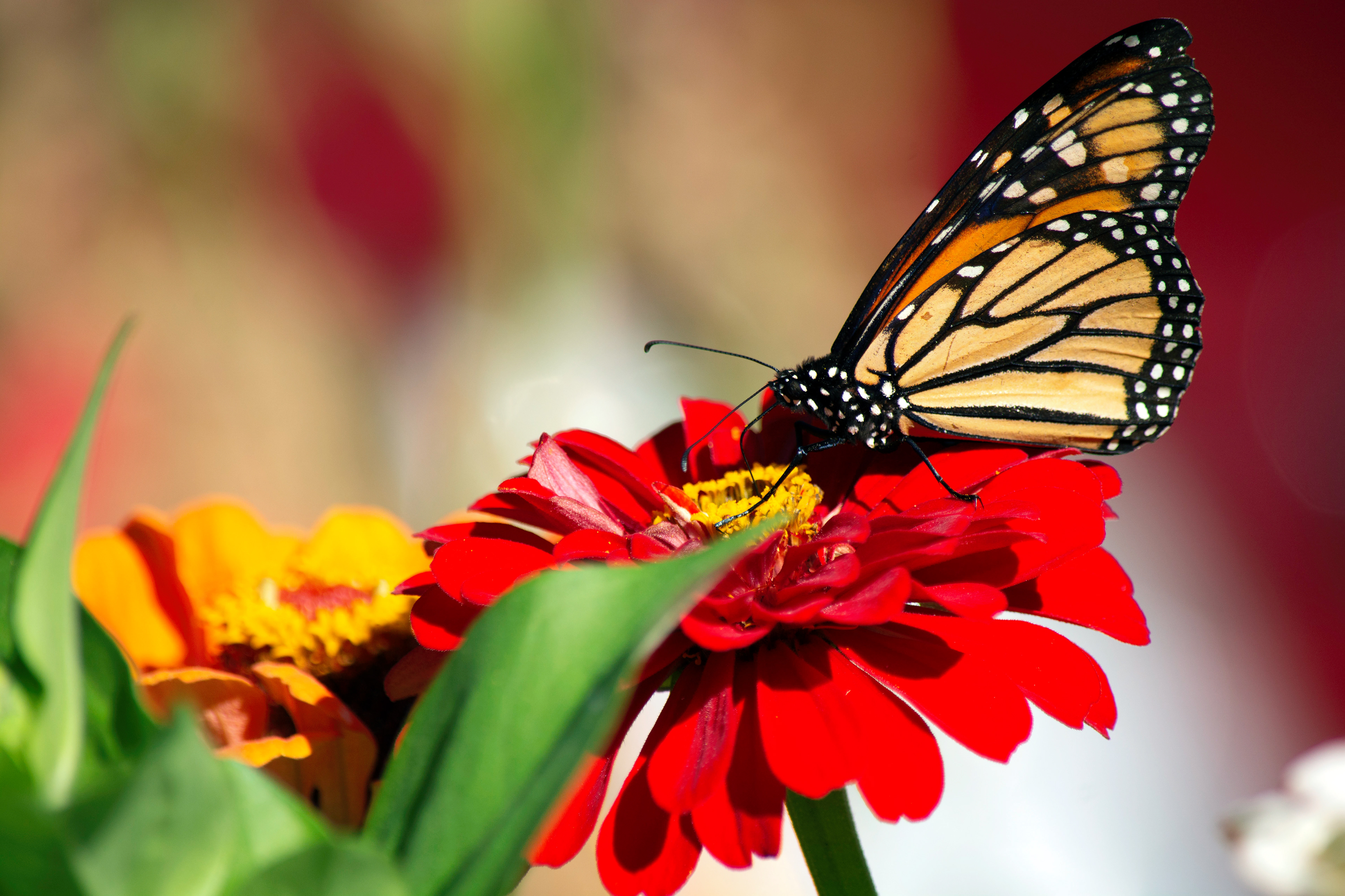 Monarch Butterfly