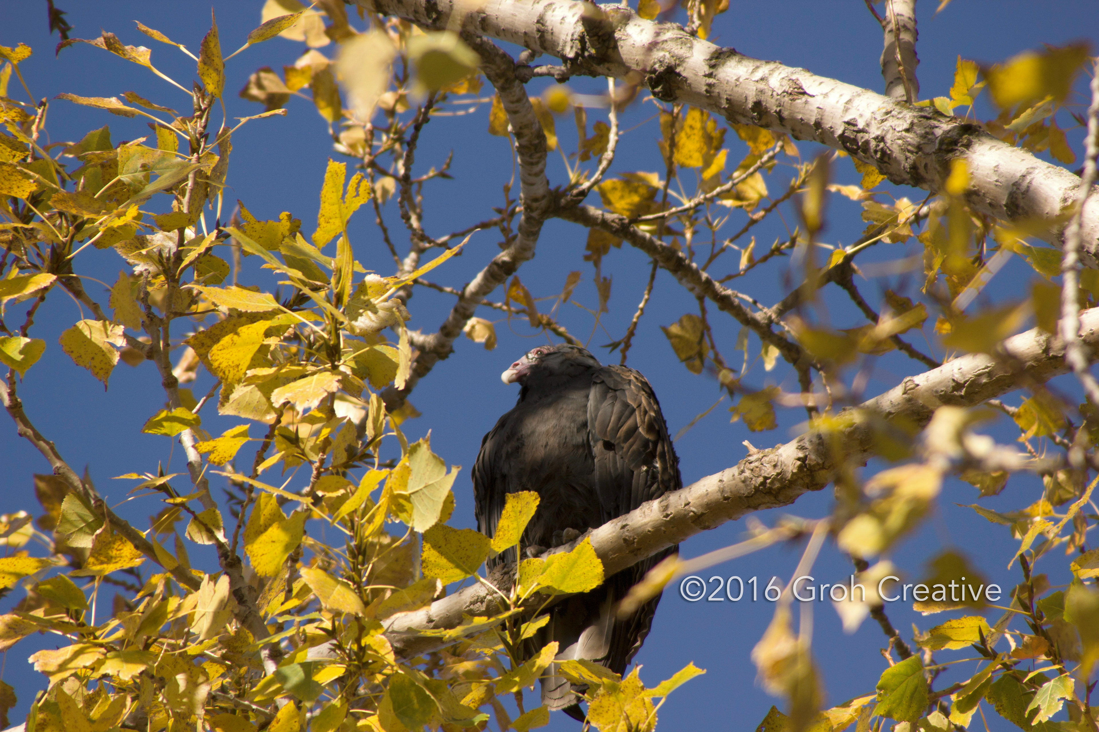 Groh Creative PHOTOS Wisconsin Turkey Vultures