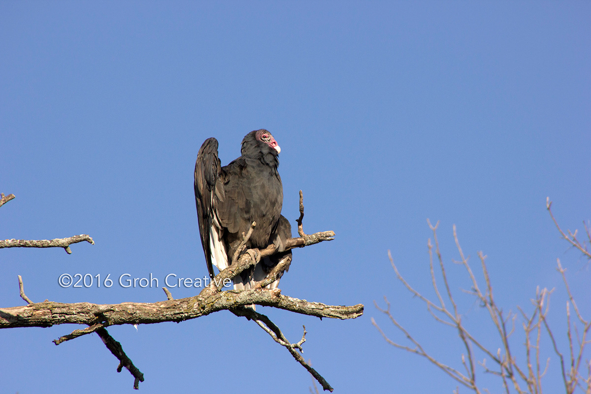 Groh Creative PHOTOS Wisconsin Turkey Vultures