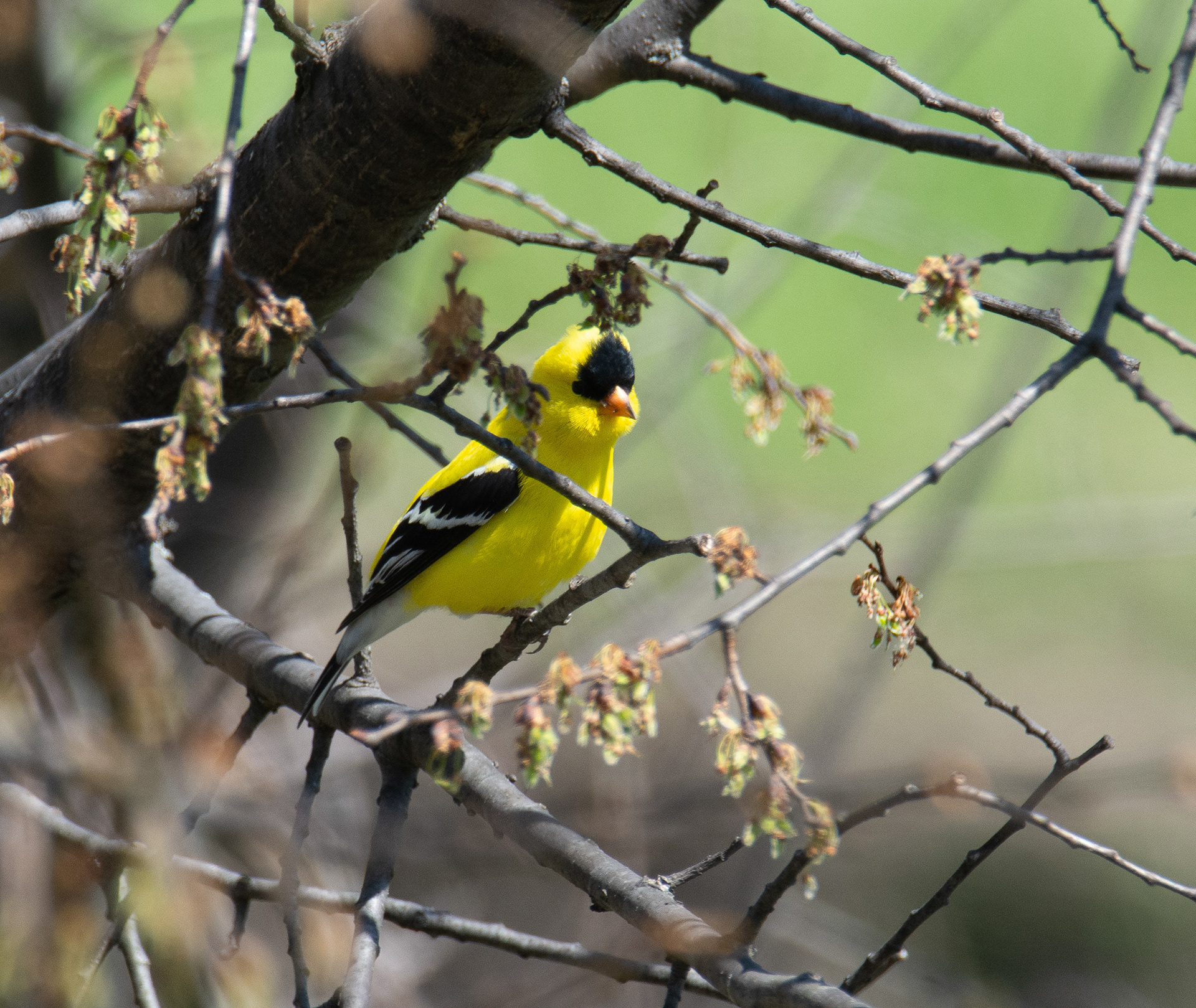Male Goldfinch