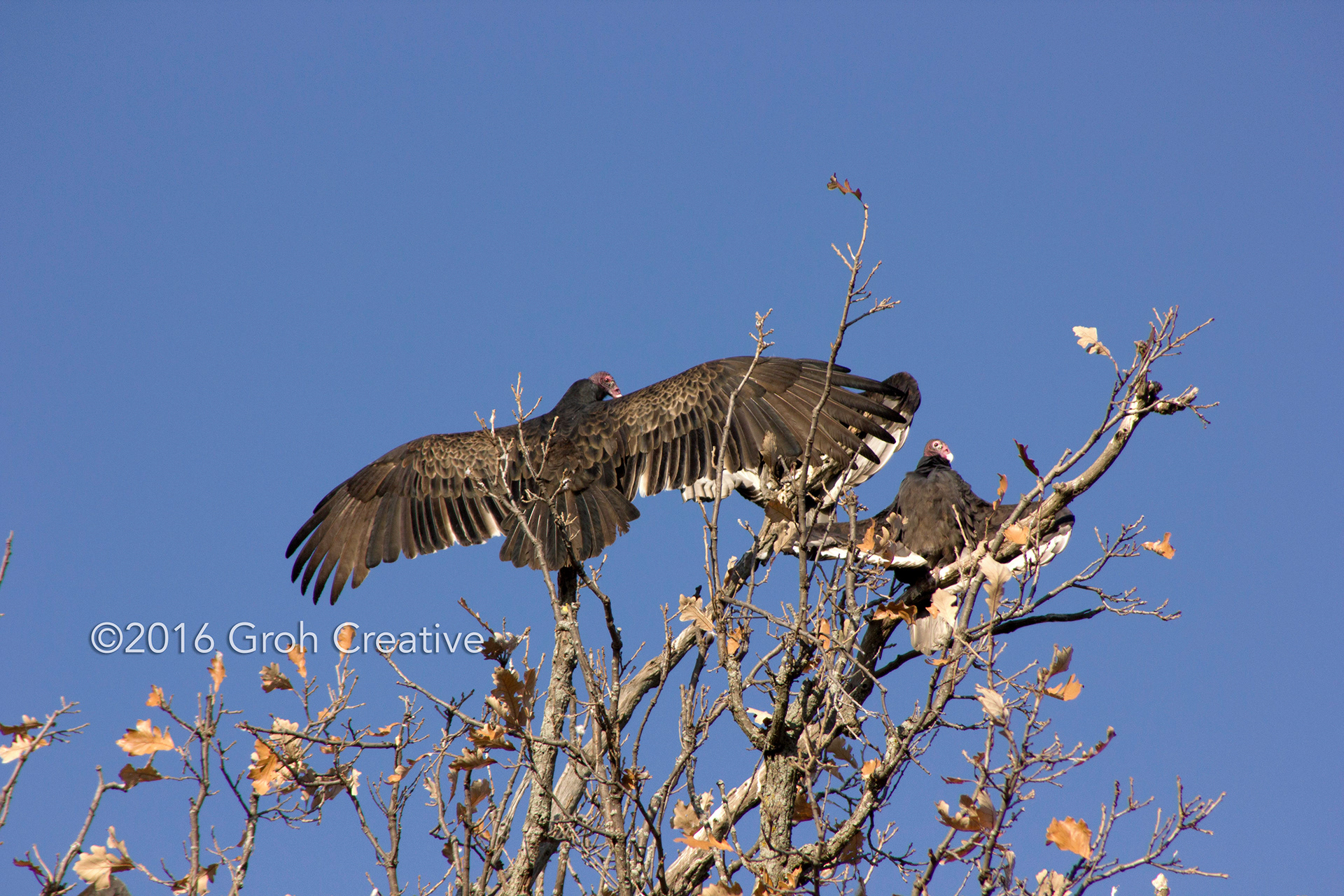Groh Creative PHOTOS Wisconsin Turkey Vultures