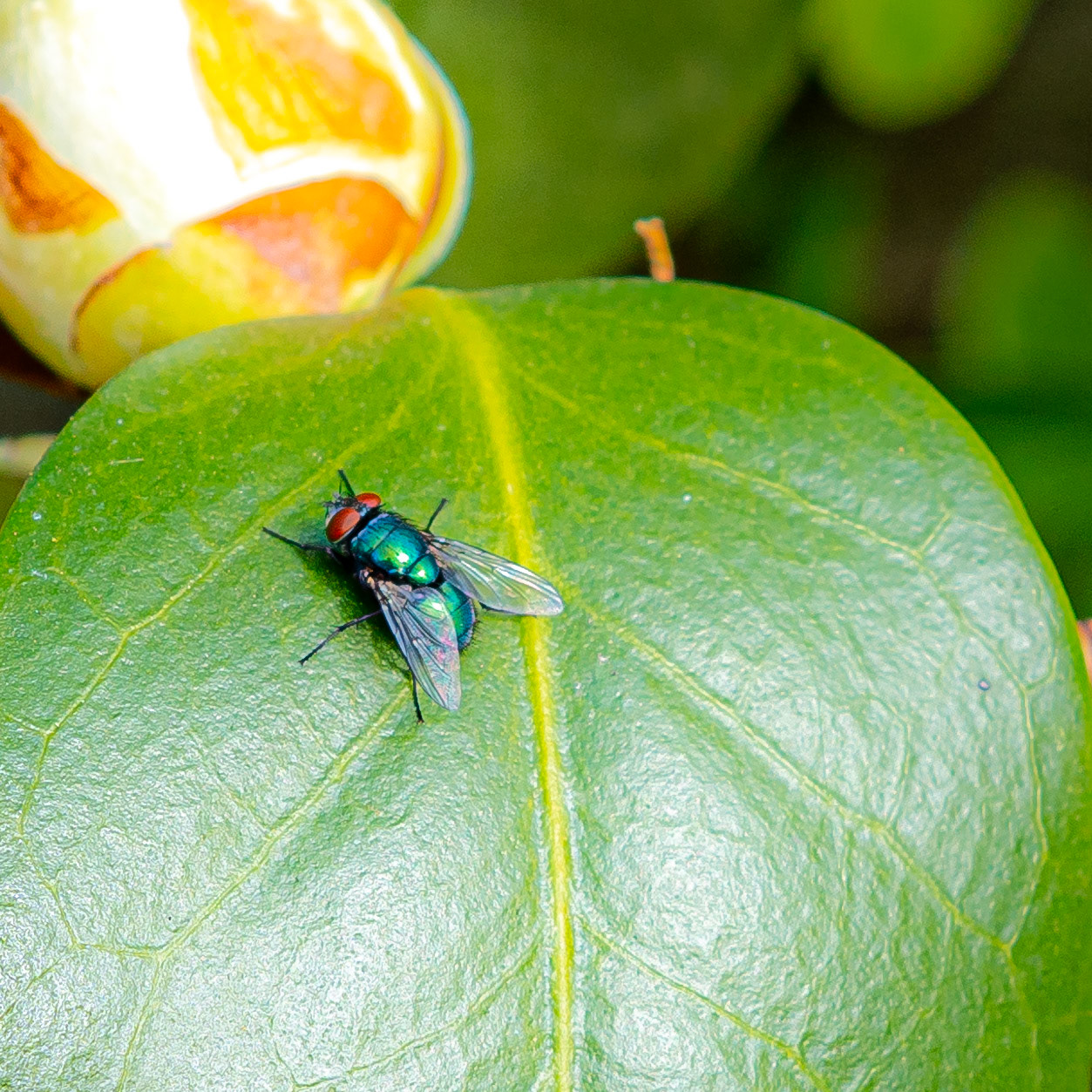Calliphoravomitoria, Spring - Nature Photography