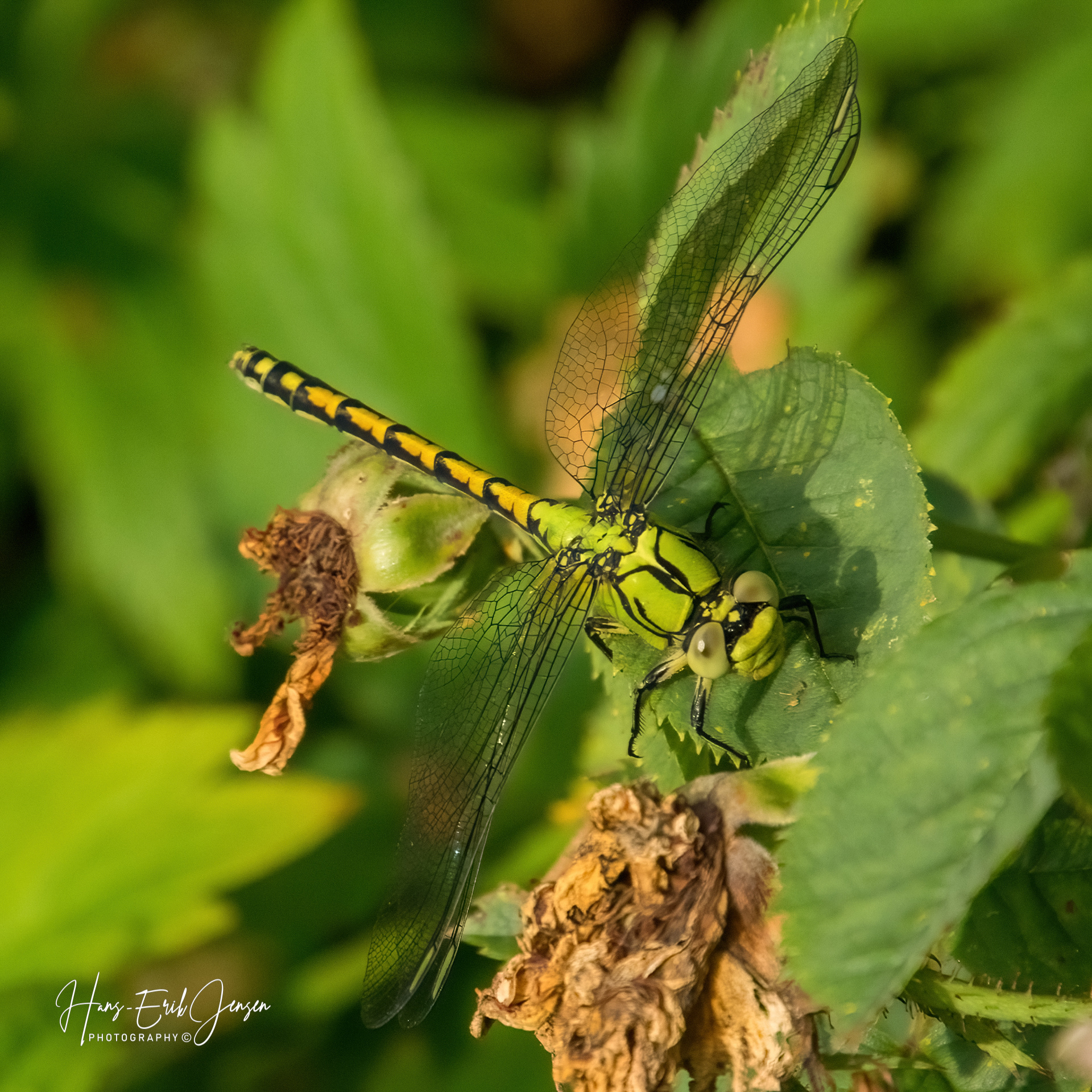 Dragonfly 66