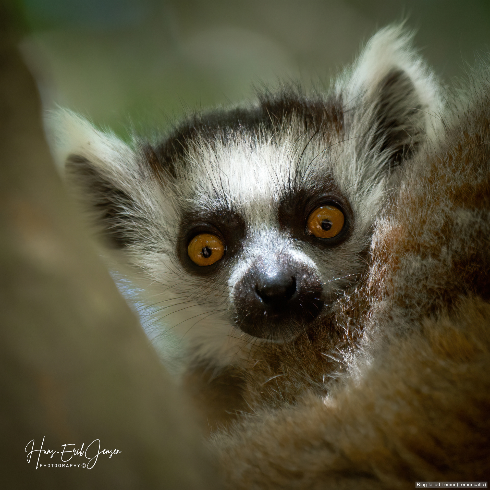 Lemur 4