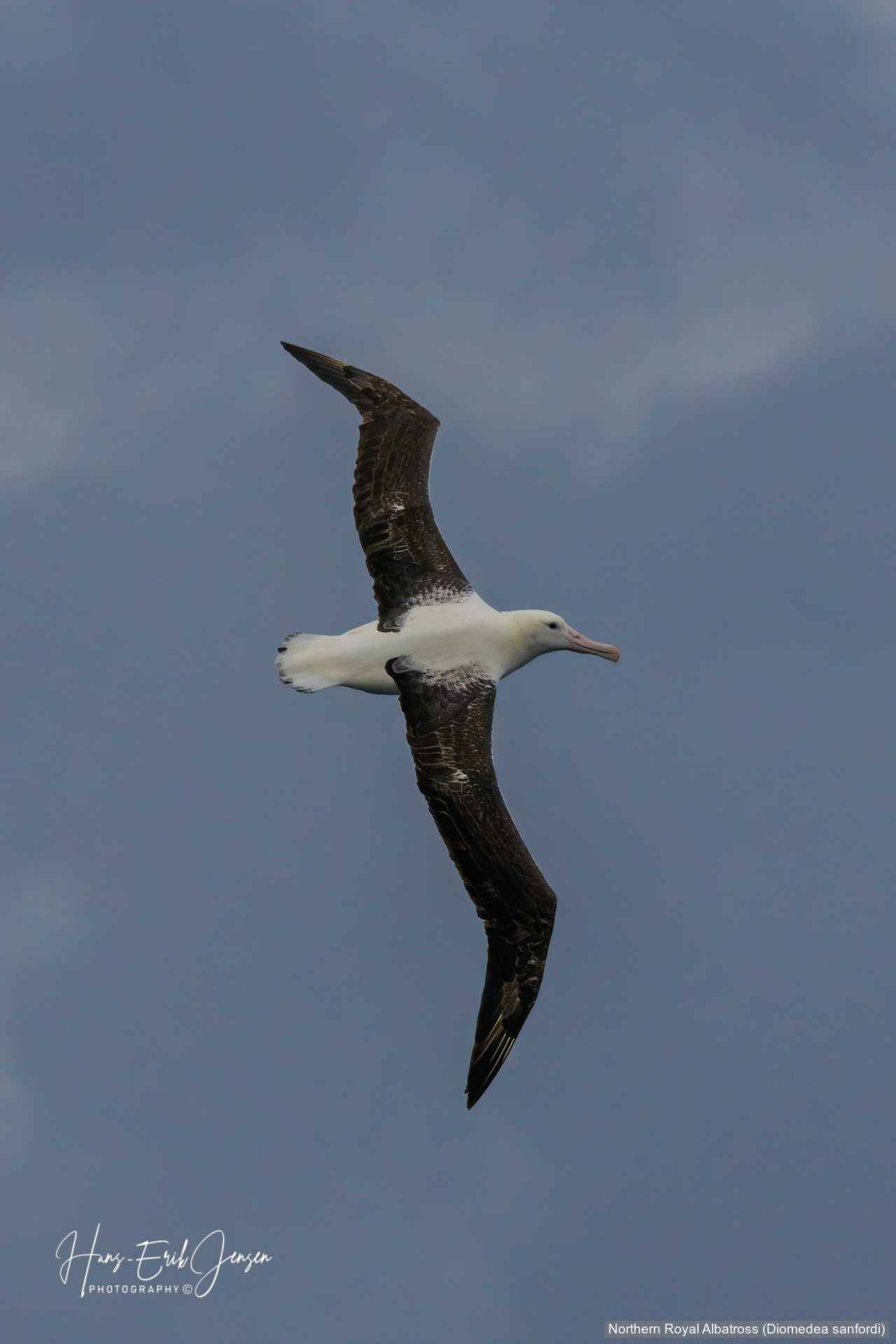 Albatross 12