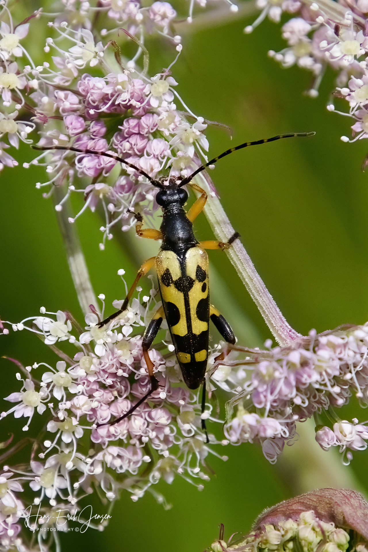Bug 28