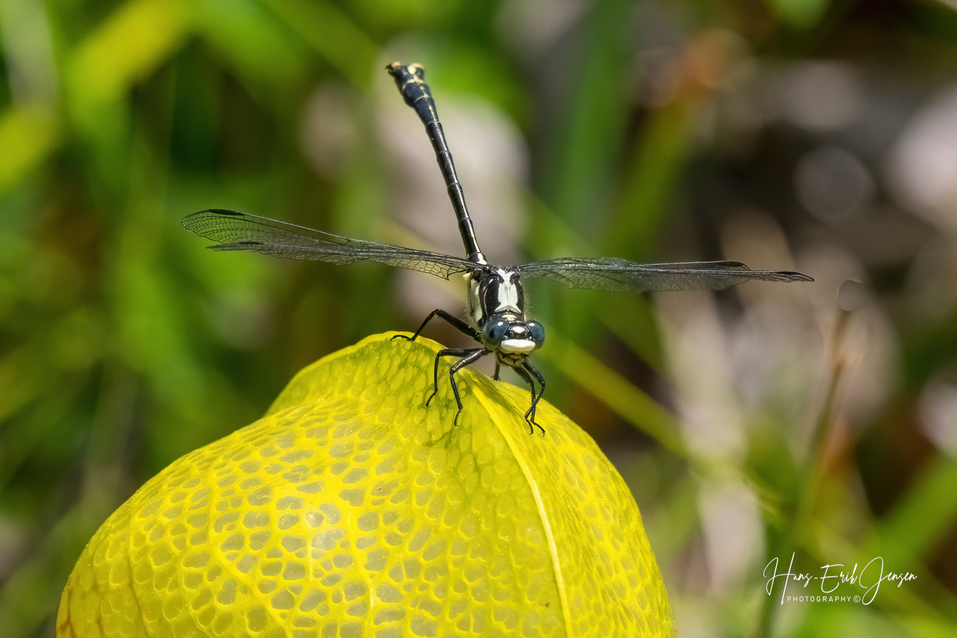 Dragonfly 13