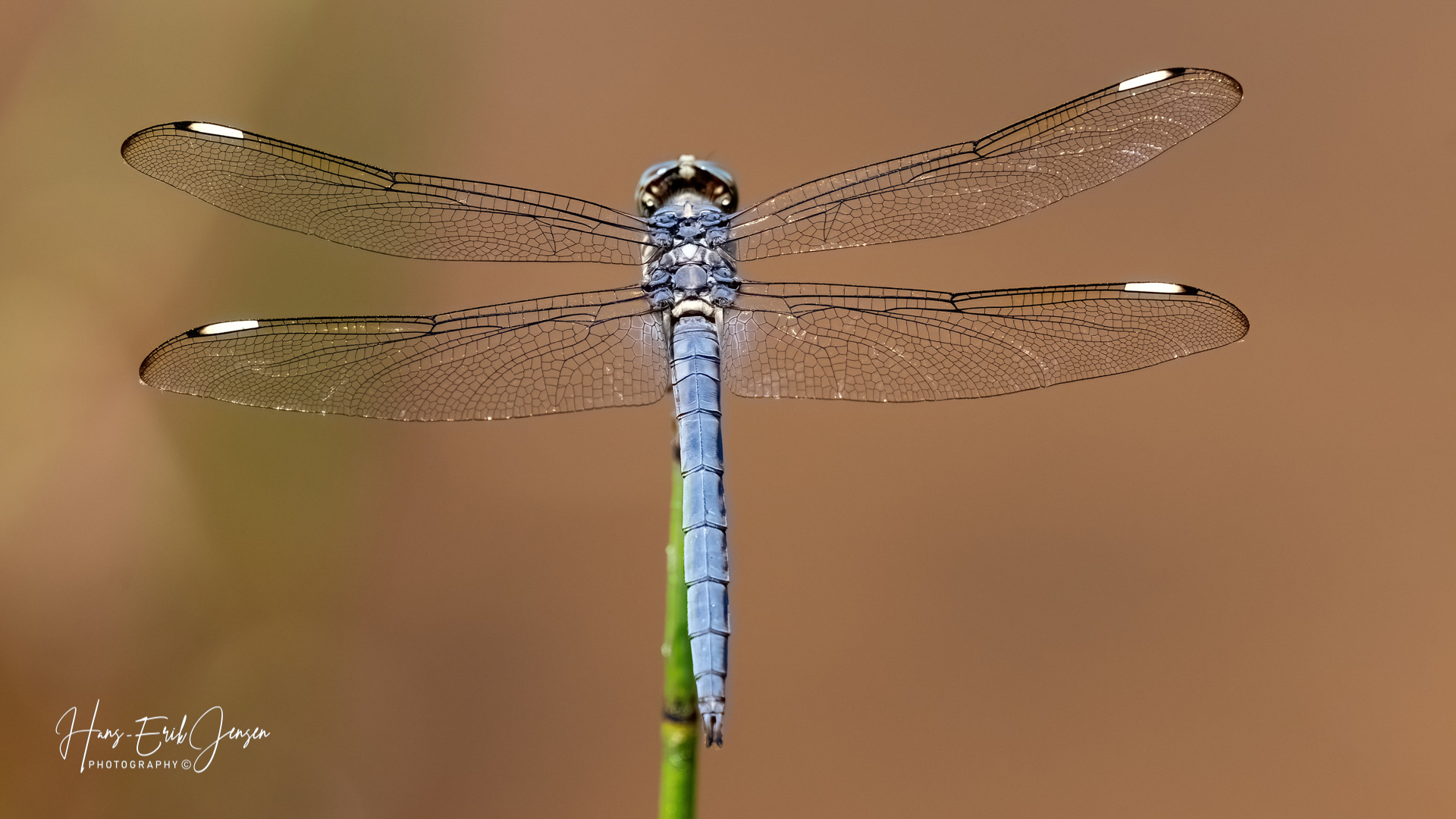 Dragonfly 60
