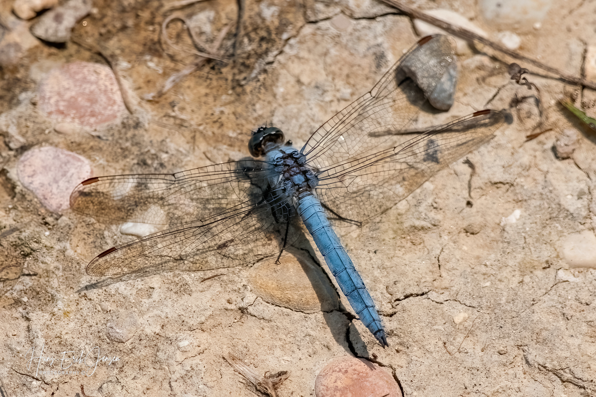 Dragonfly 33