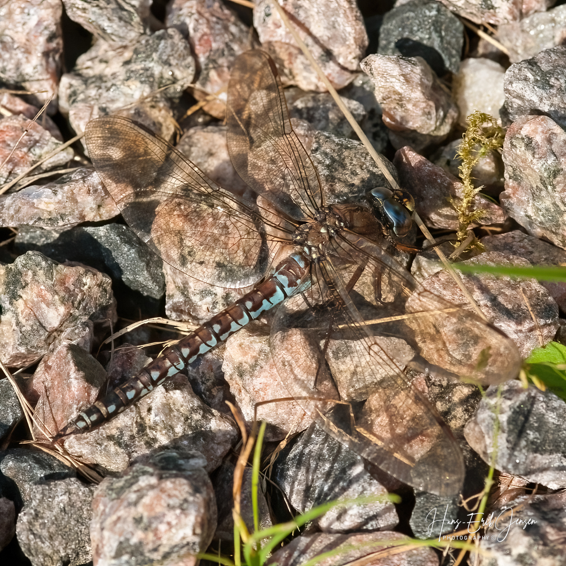Dragonfly 6