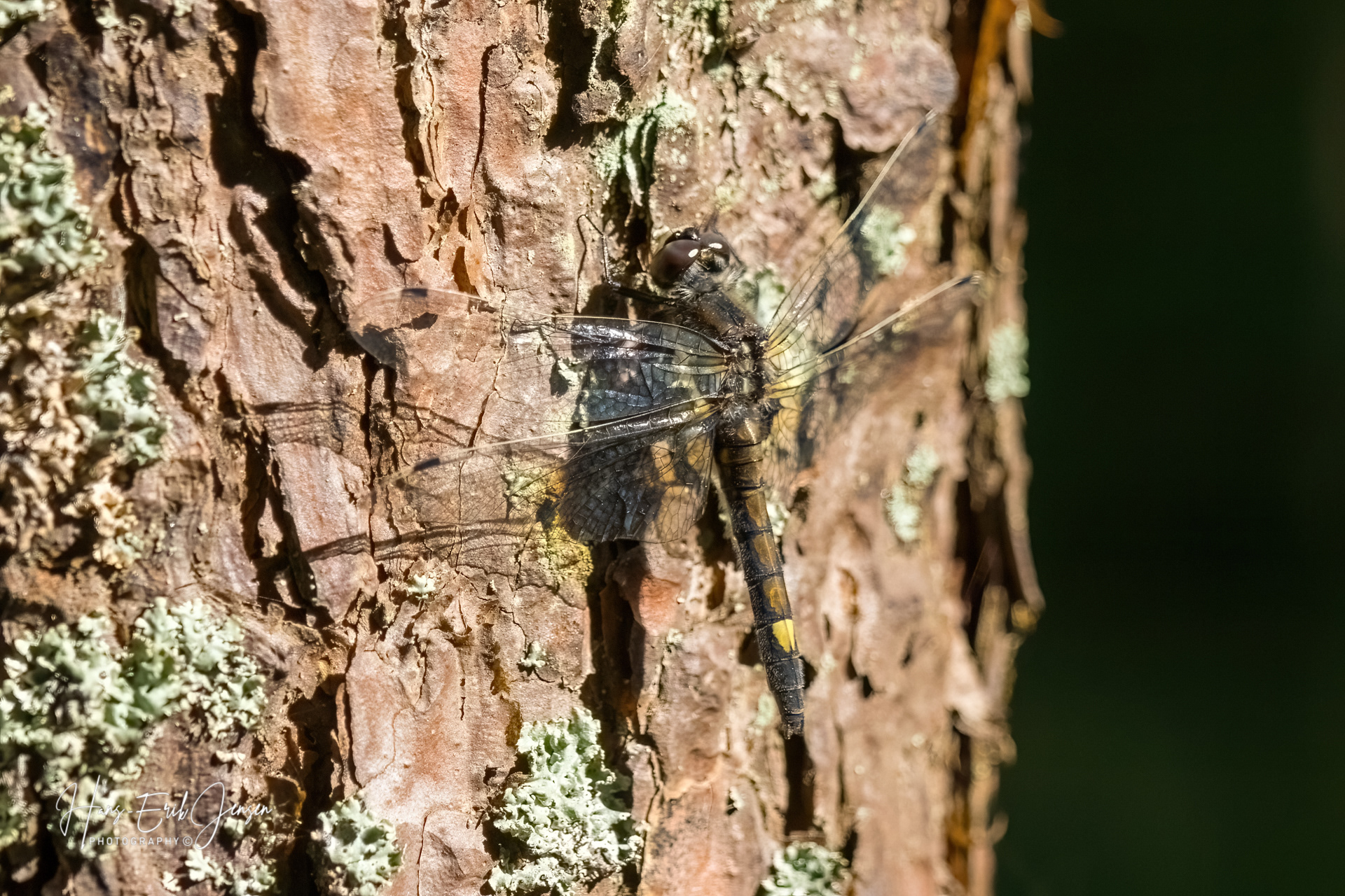Dragonfly 49