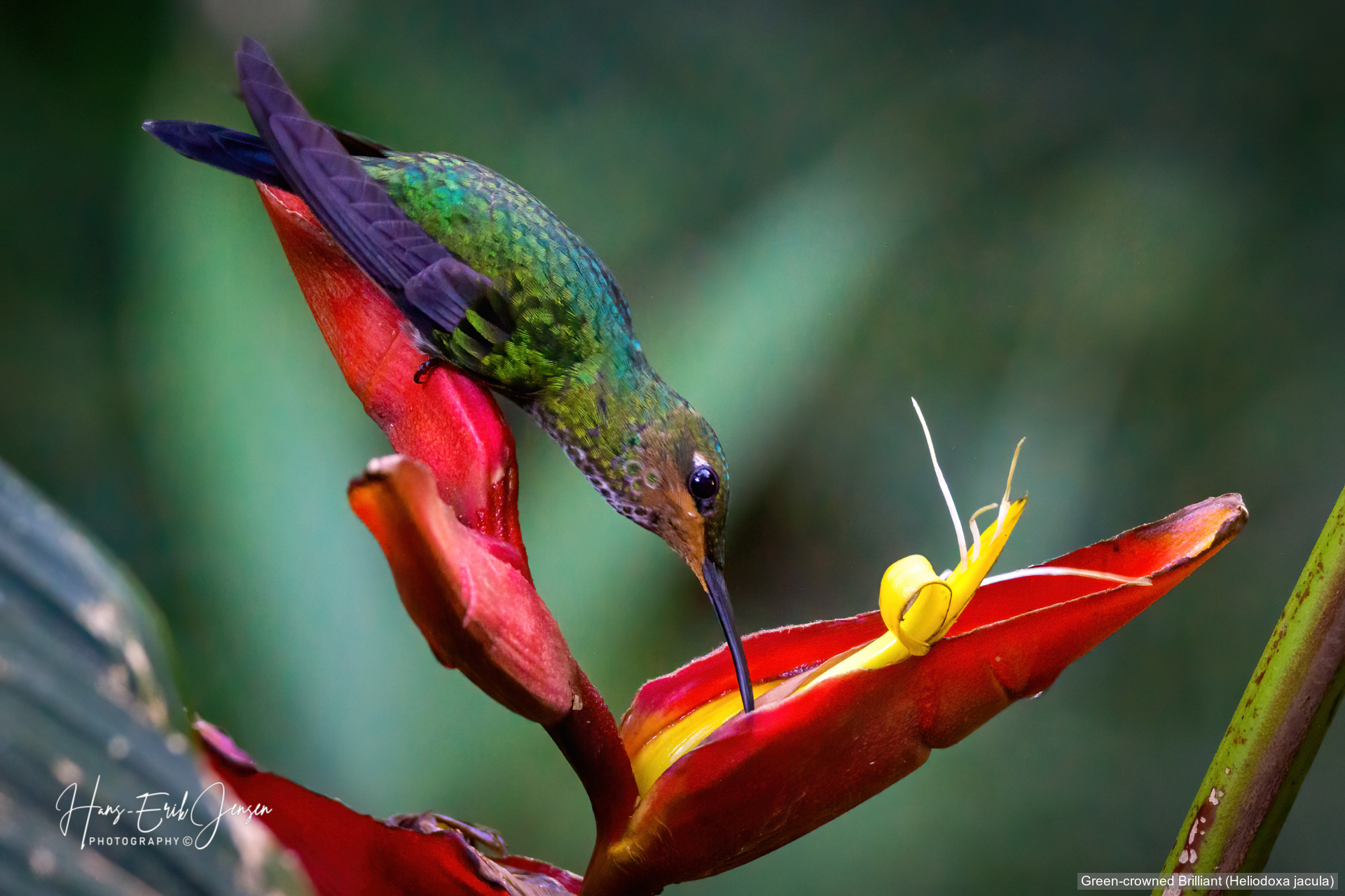 Hummingbird 4