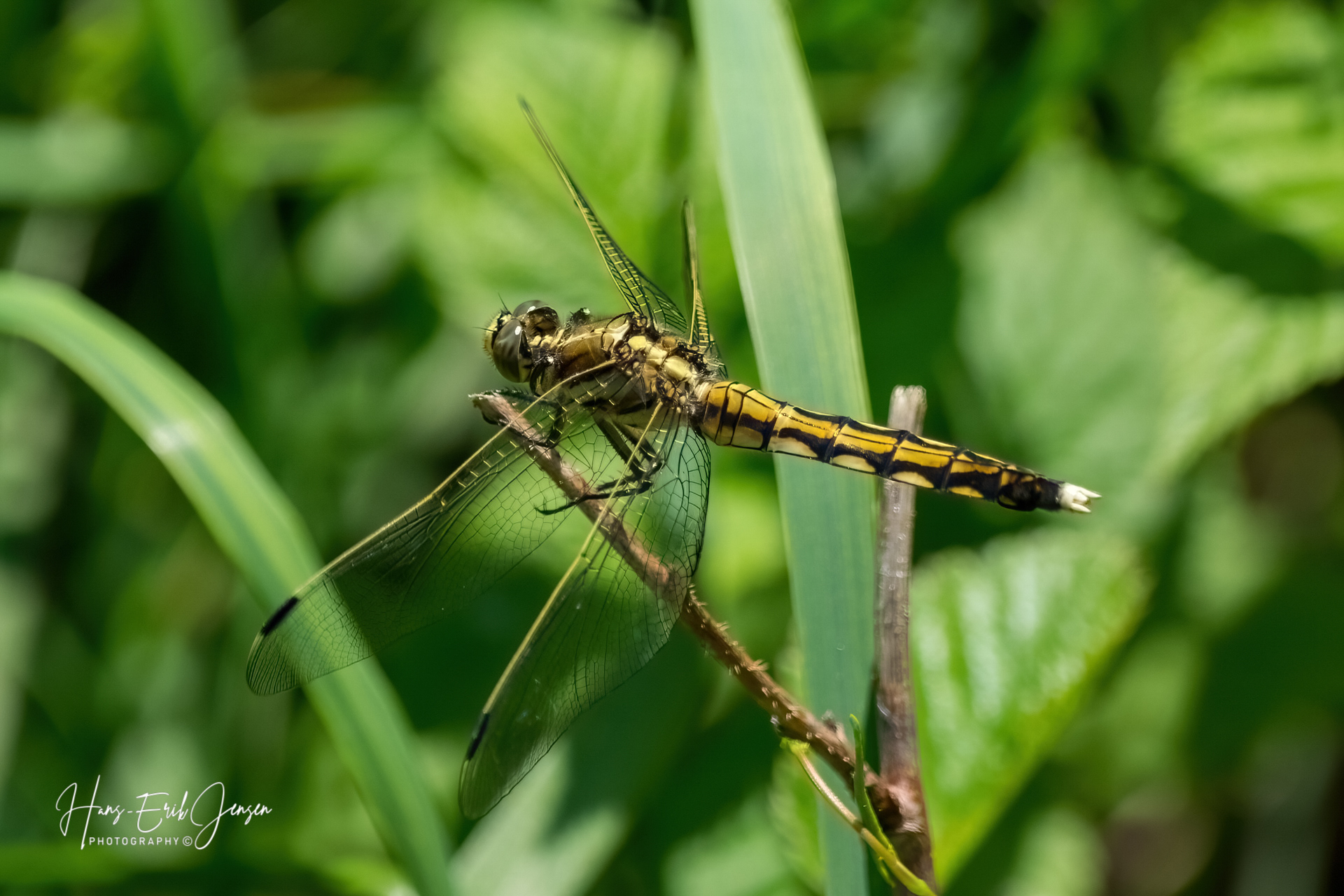 Dragonfly 50
