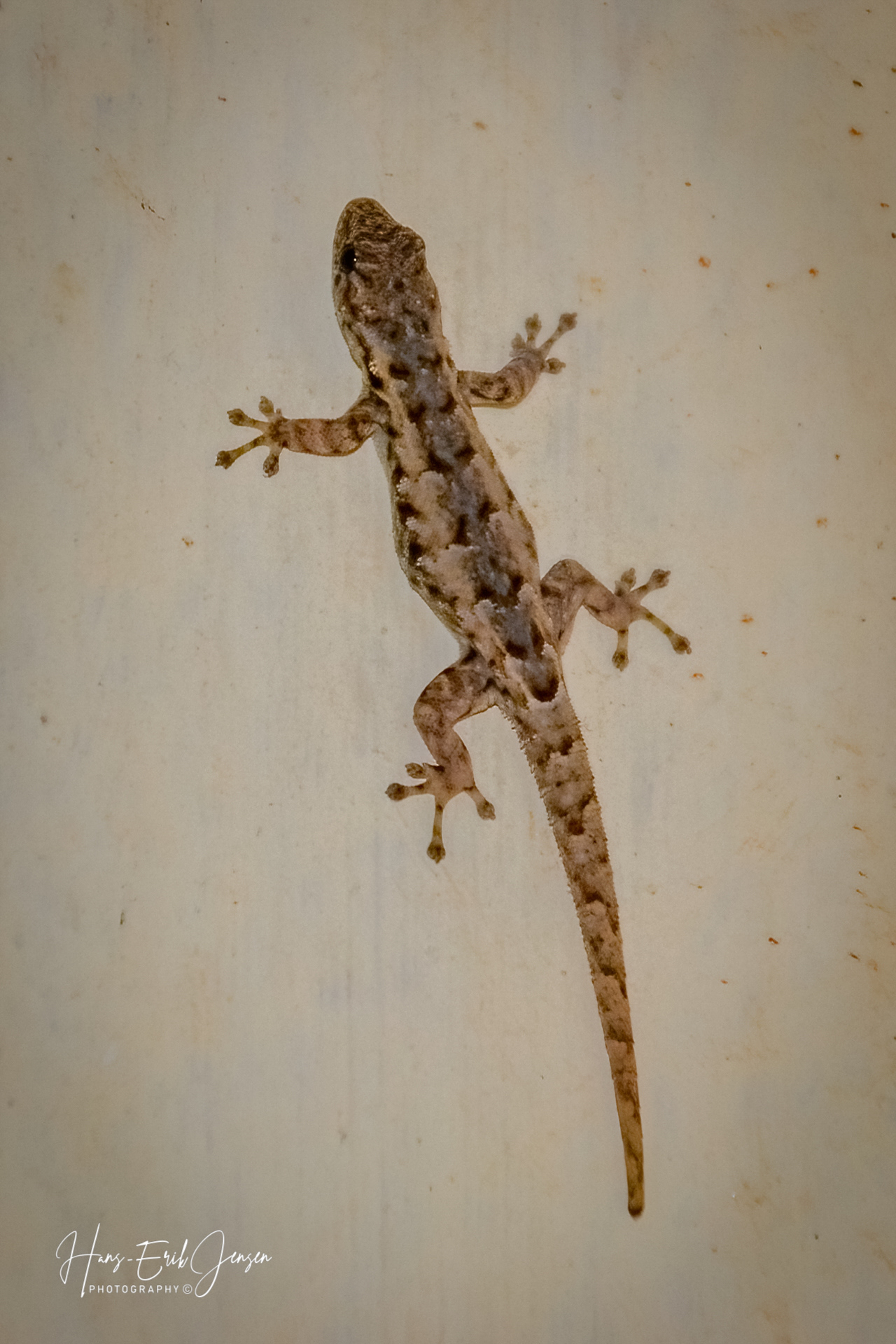 Reptile 15