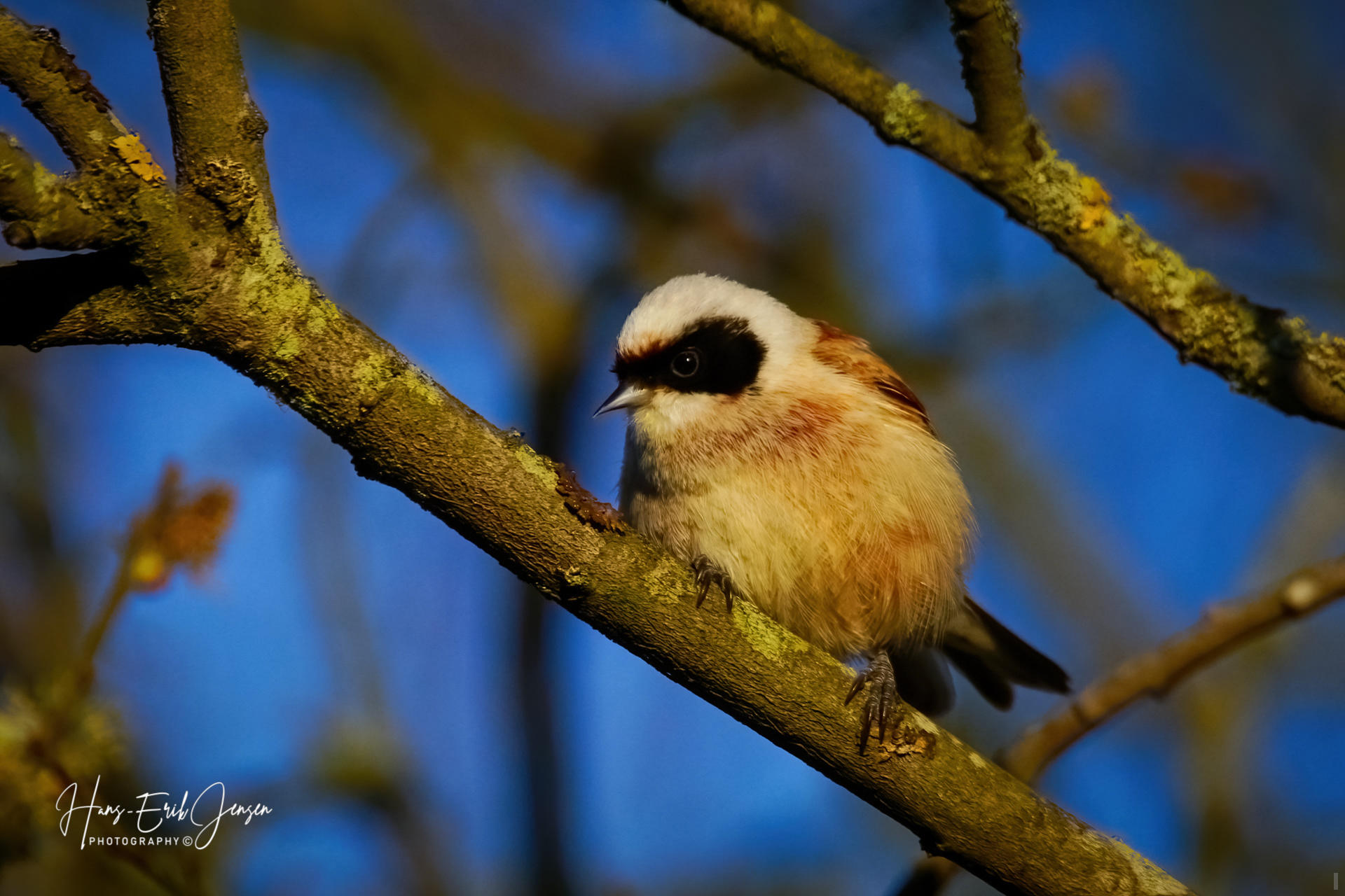Bird 25