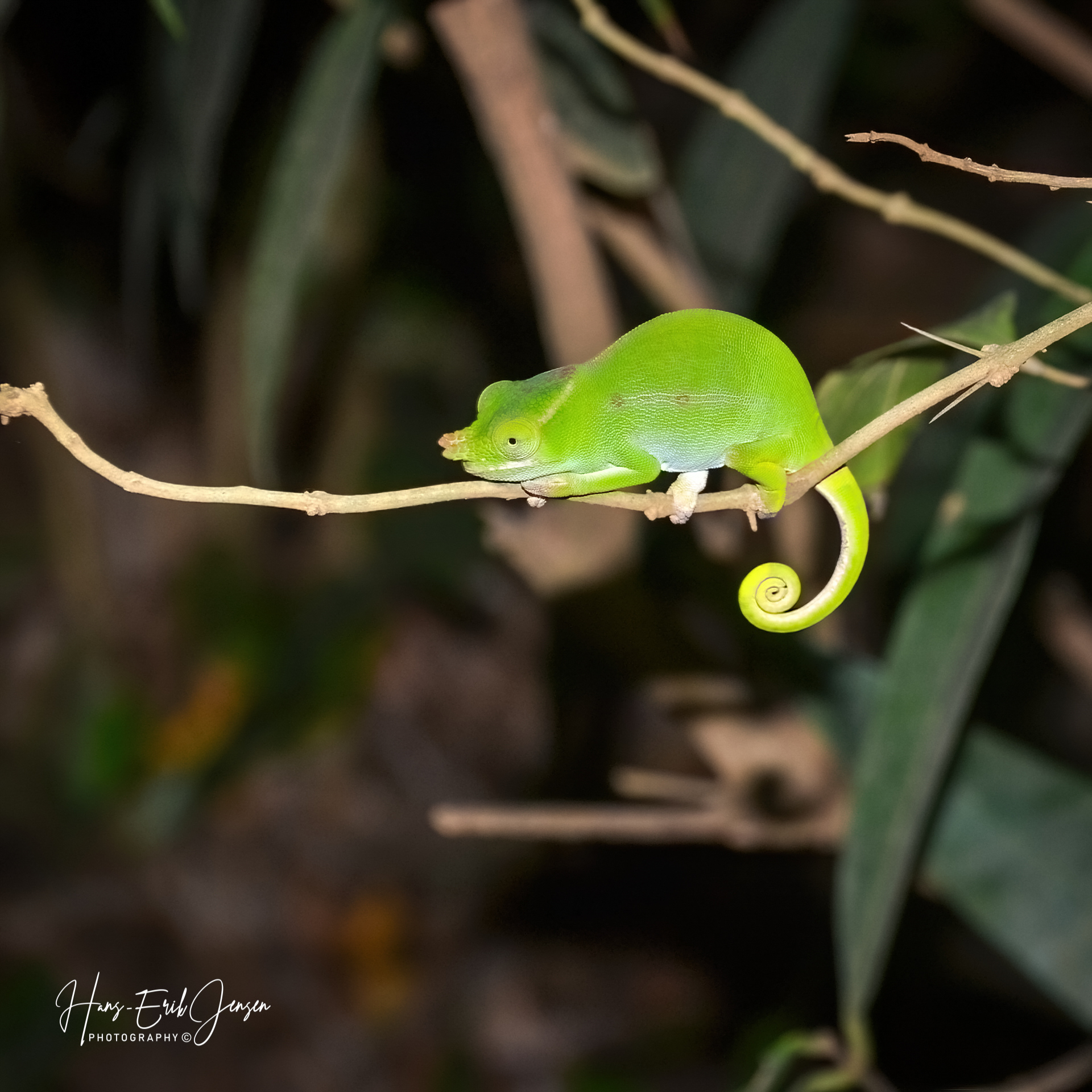 Reptile 7