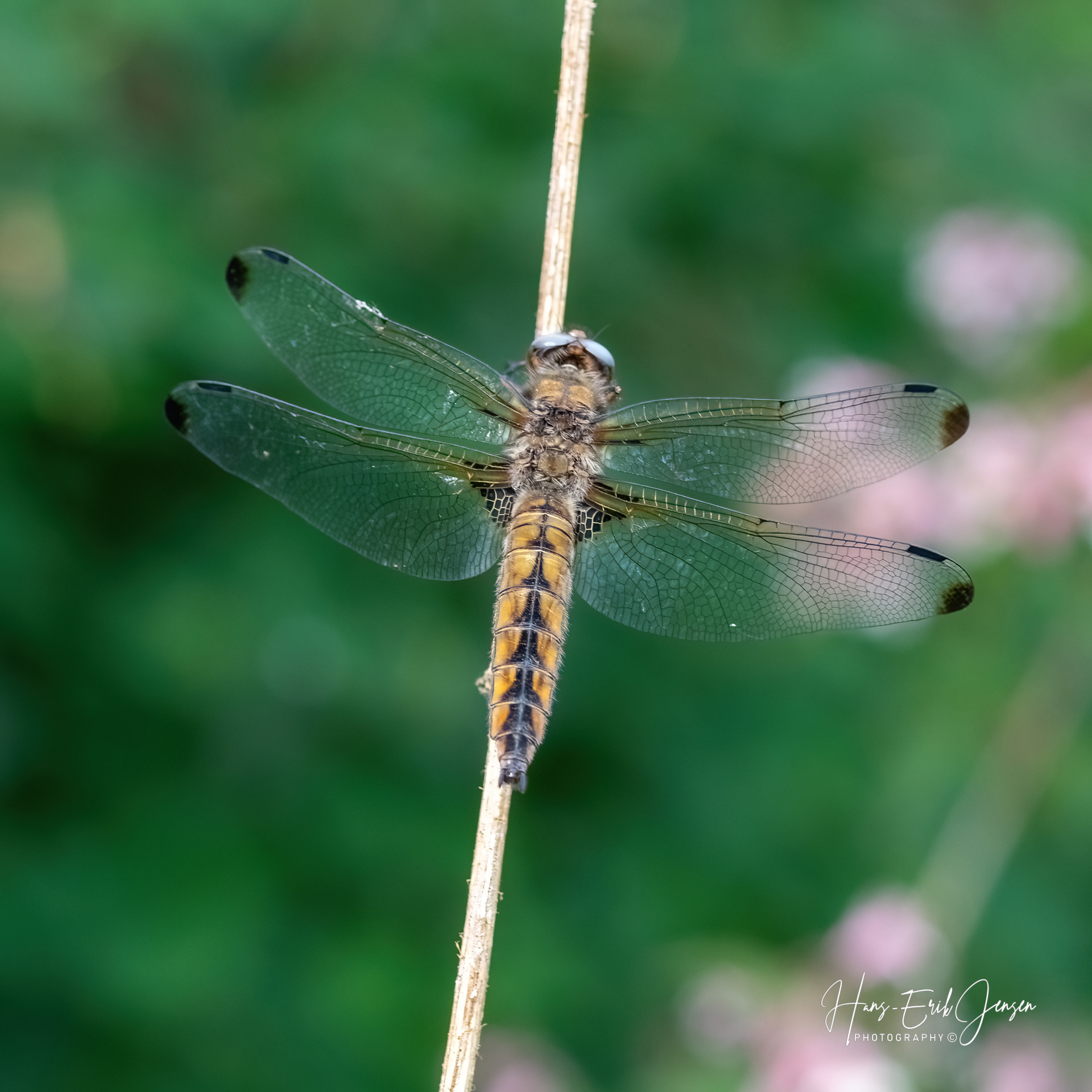 Dragonfly 30