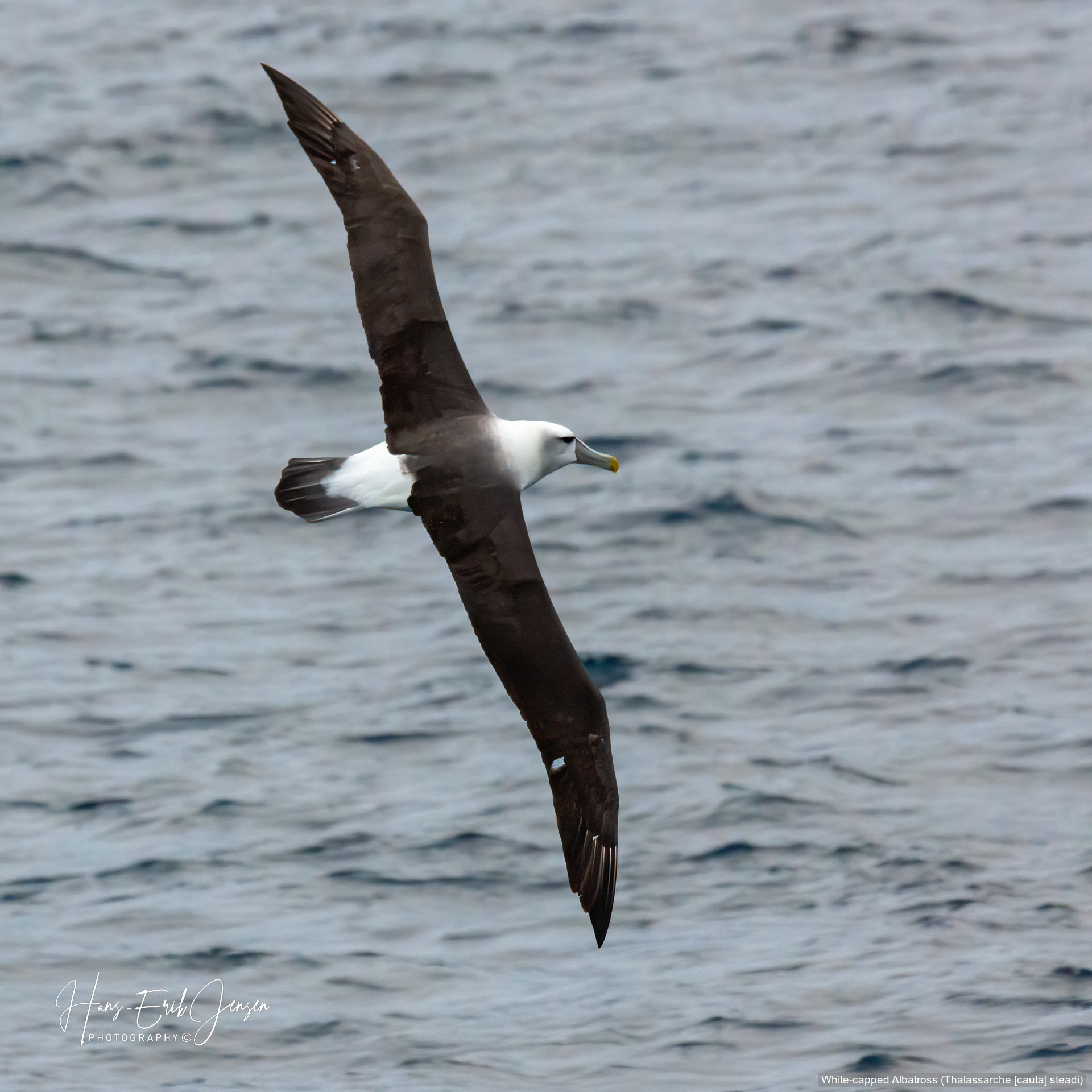 Albatross 3