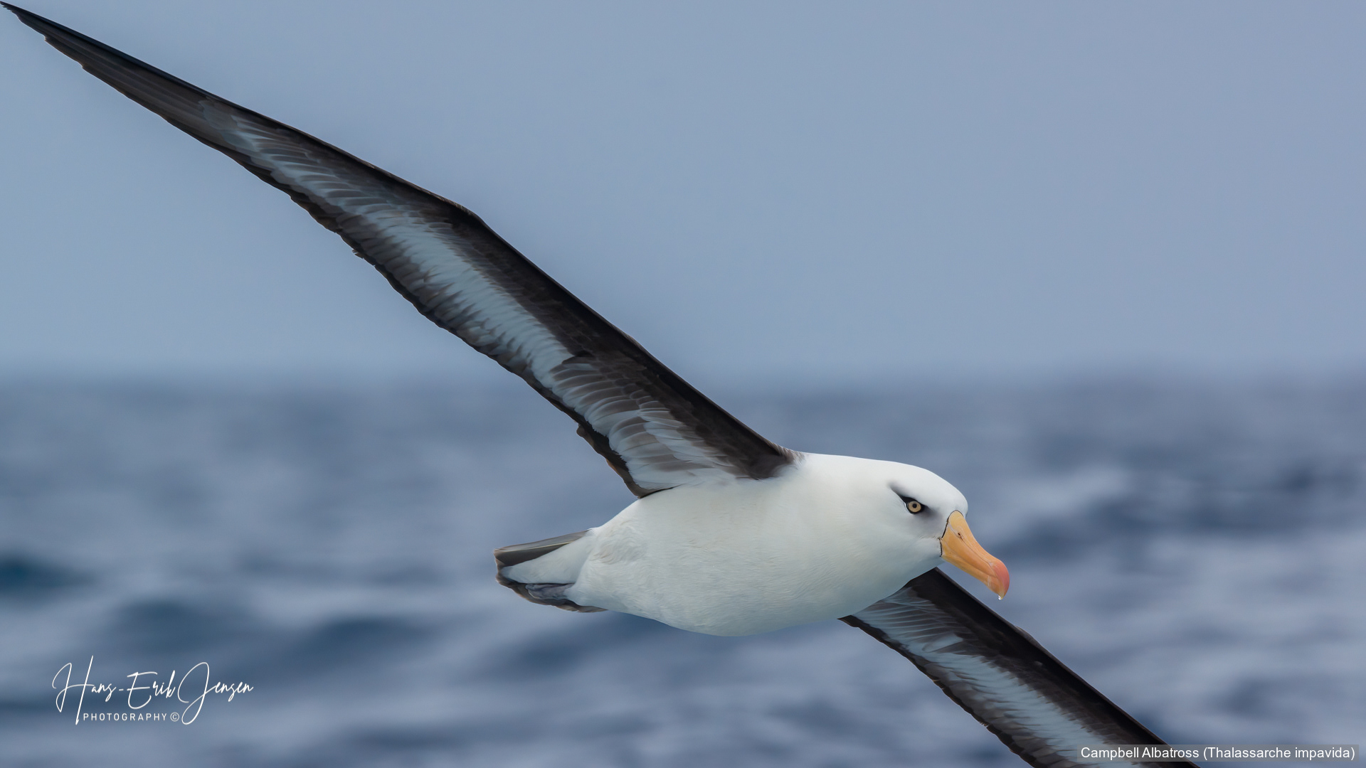 Albatross 1
