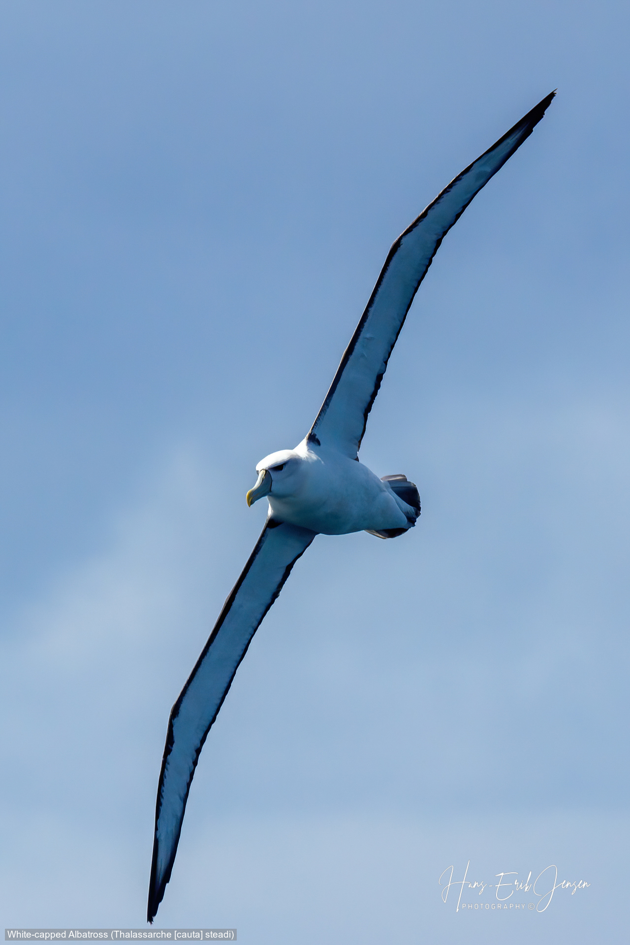 Albatross 26
