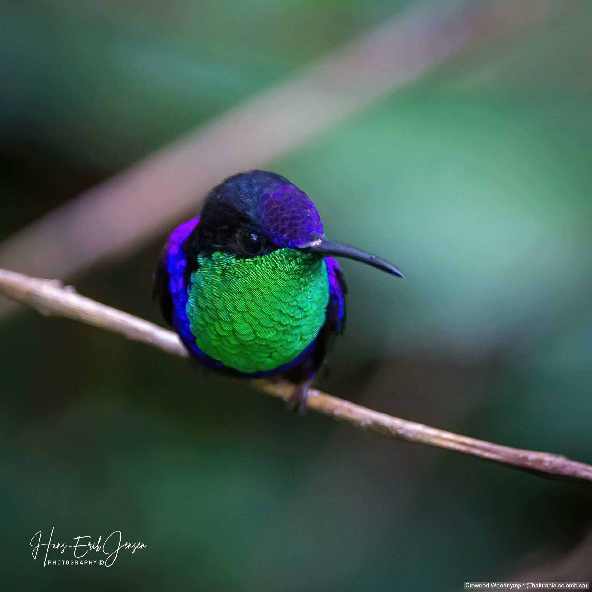 Hummingbird 5