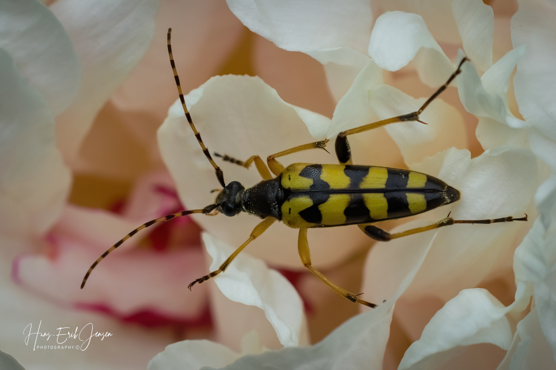 Bug 10