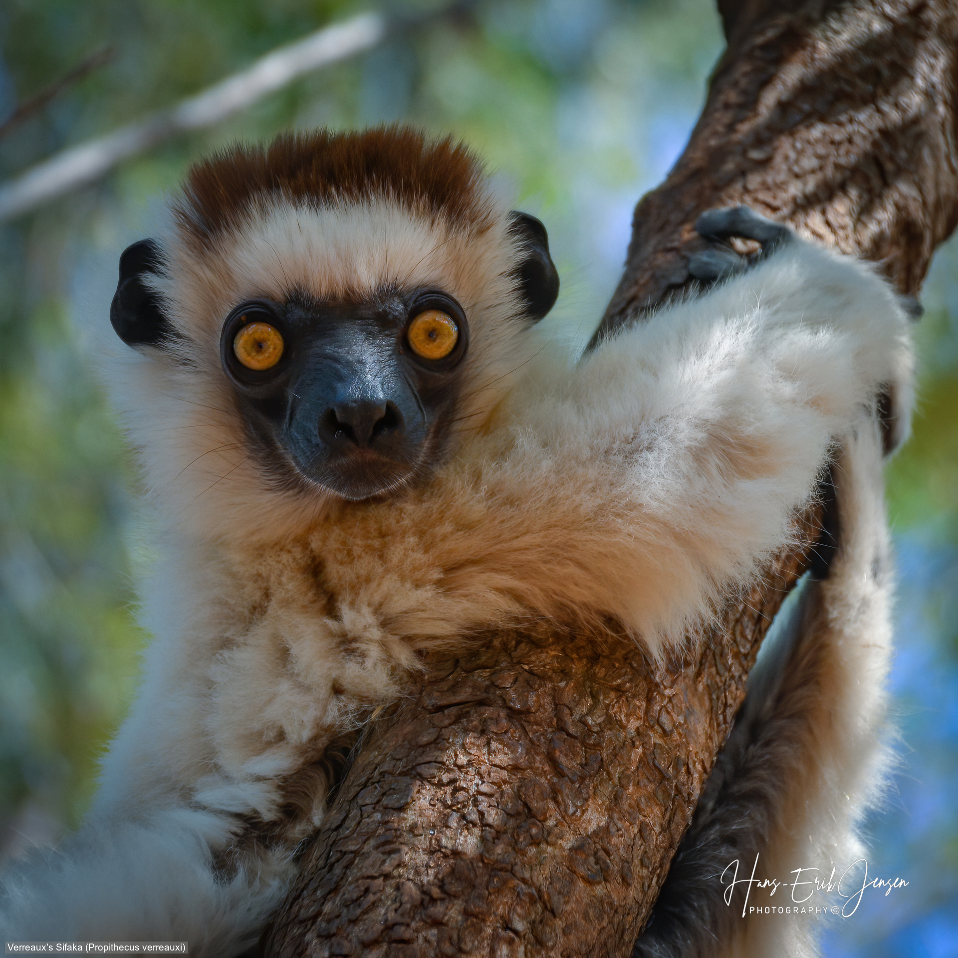Lemur 27