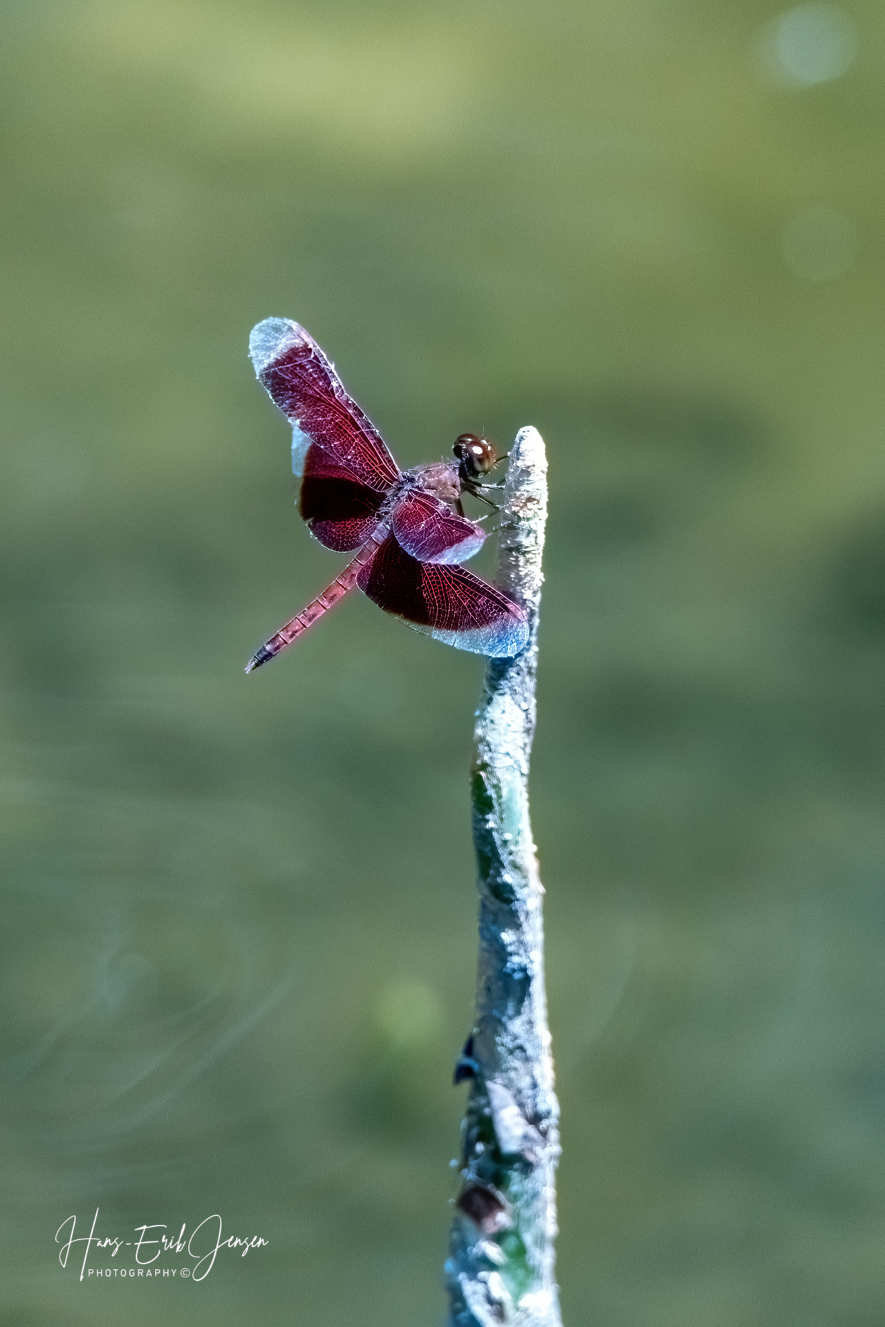 Dragonfly 81