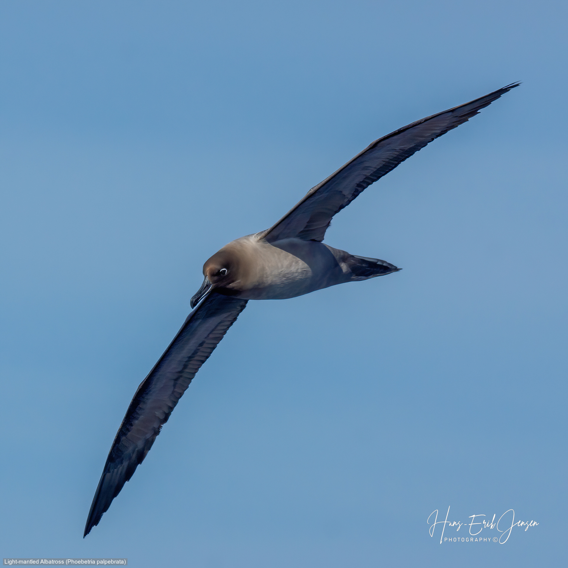 Albatross 30