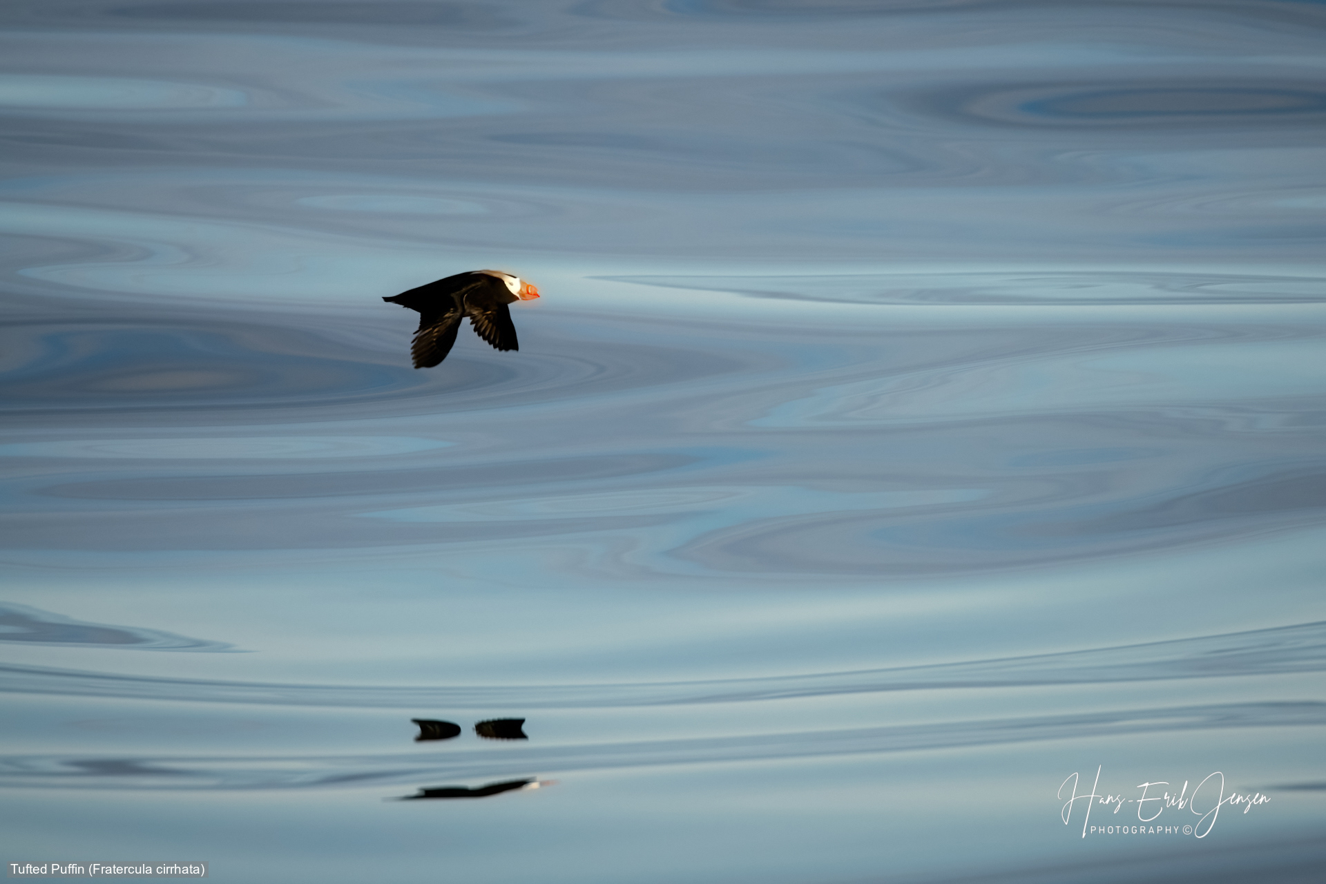 Bird 123