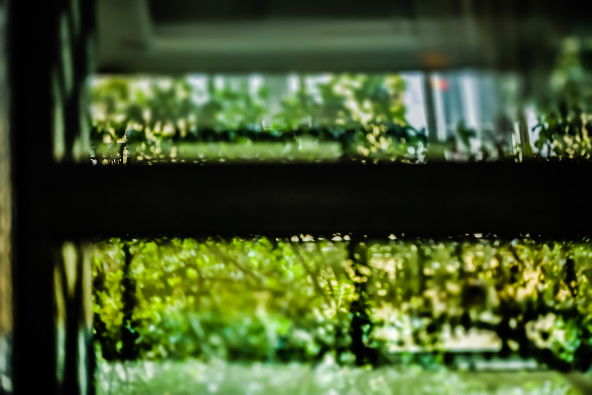 Greenery