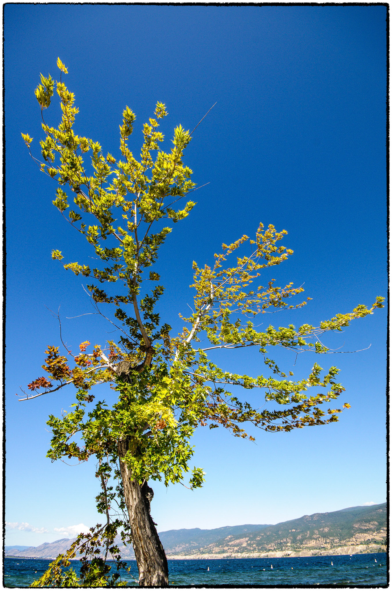 A tree at the beach