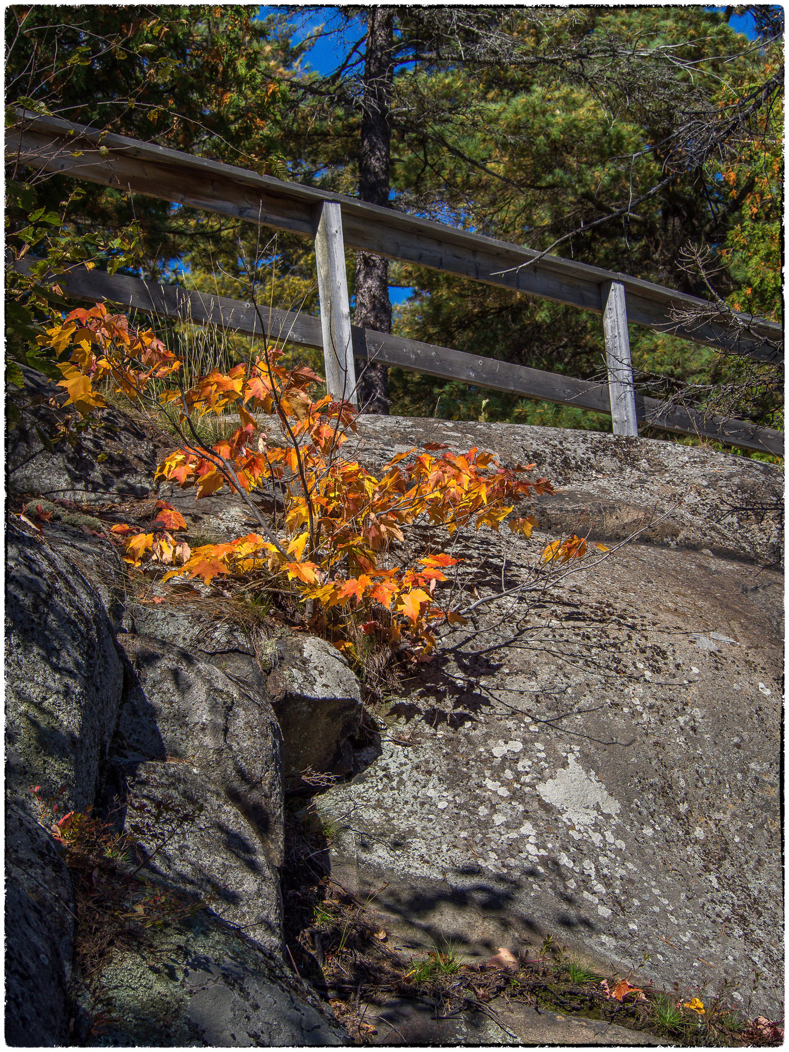 A little fall colour below the rail