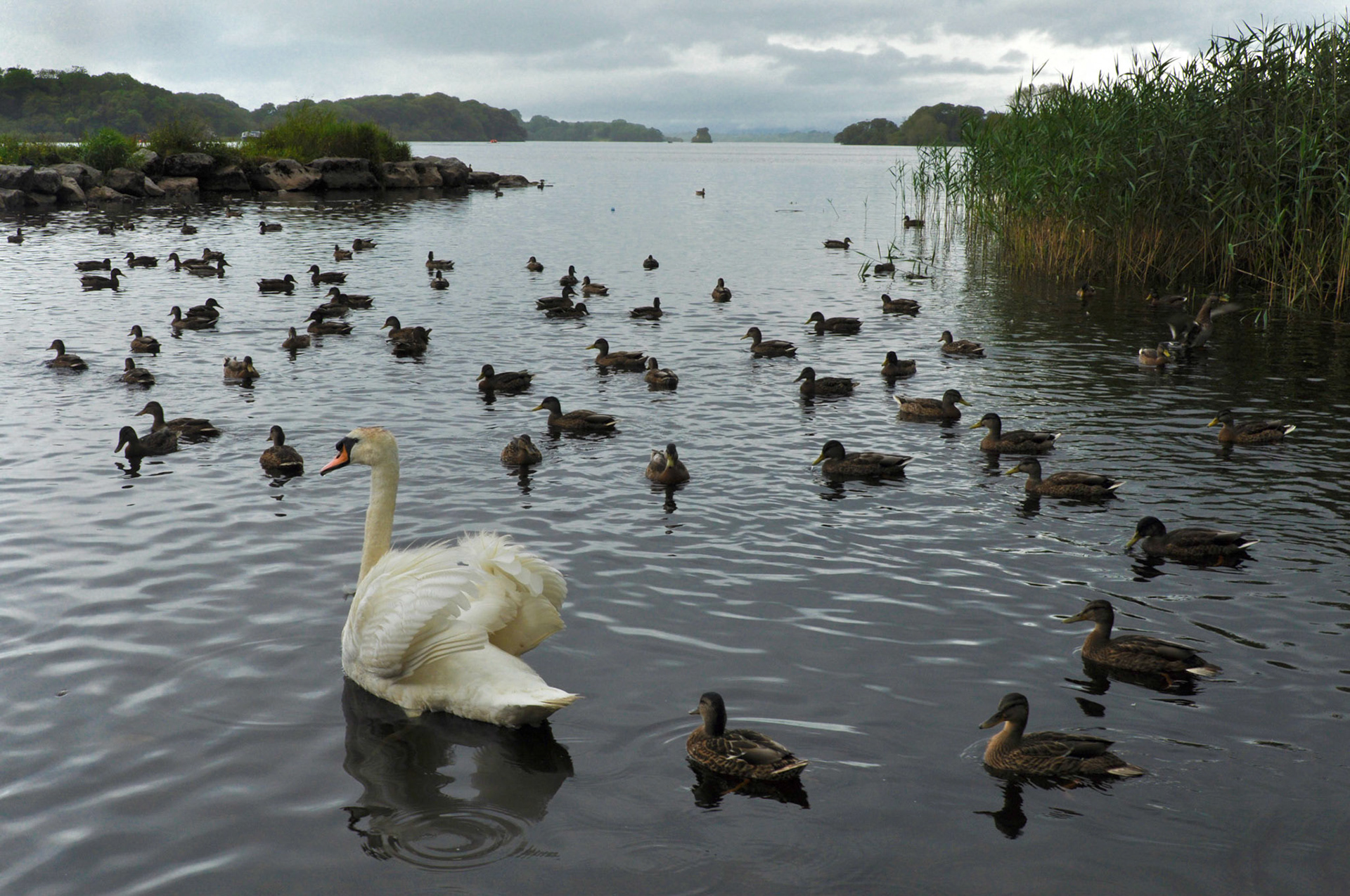 Follow the leader