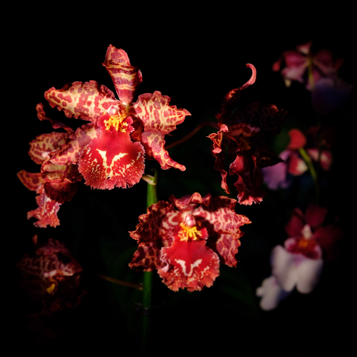 Chiaroscura