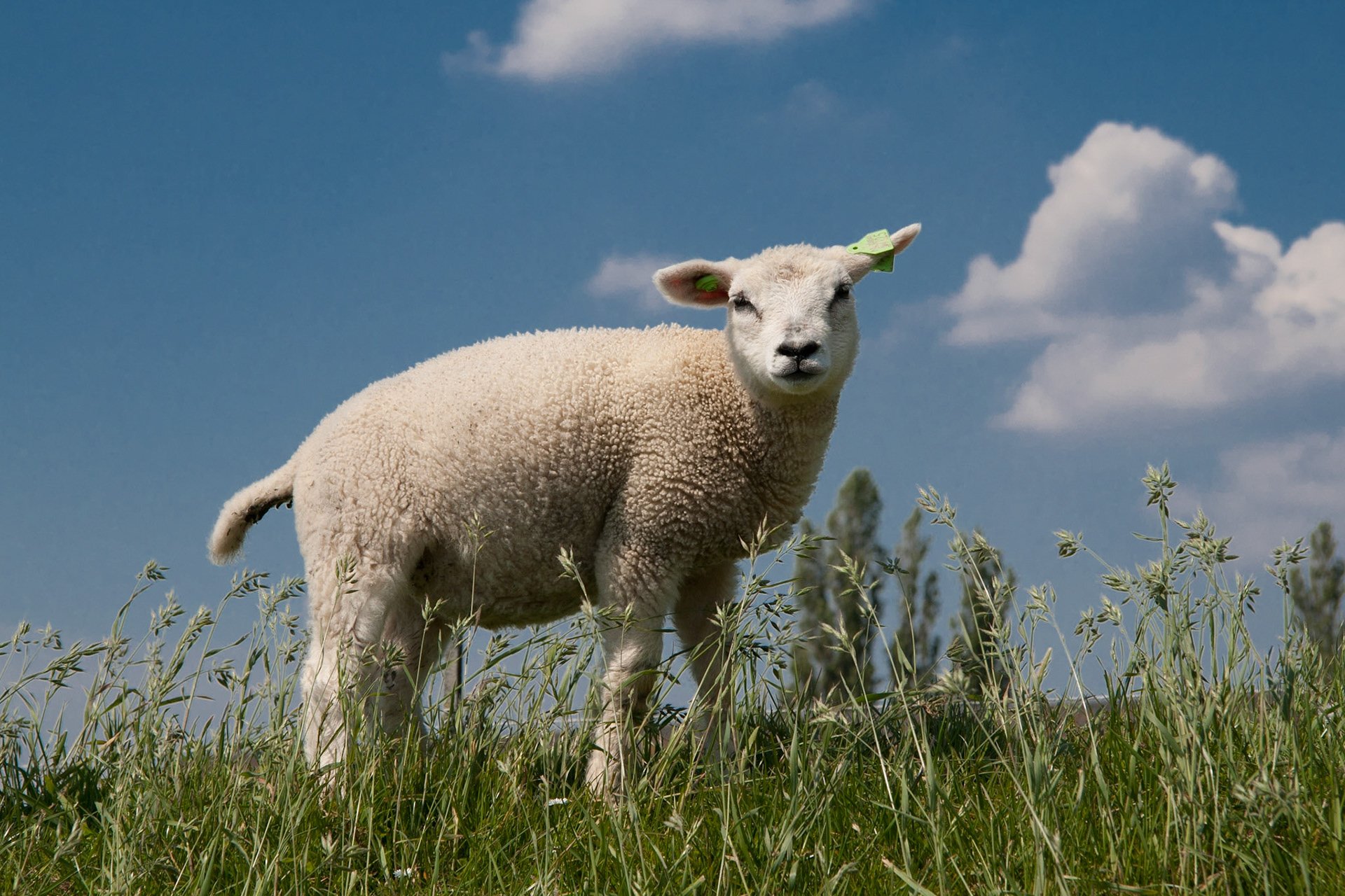 Schaap