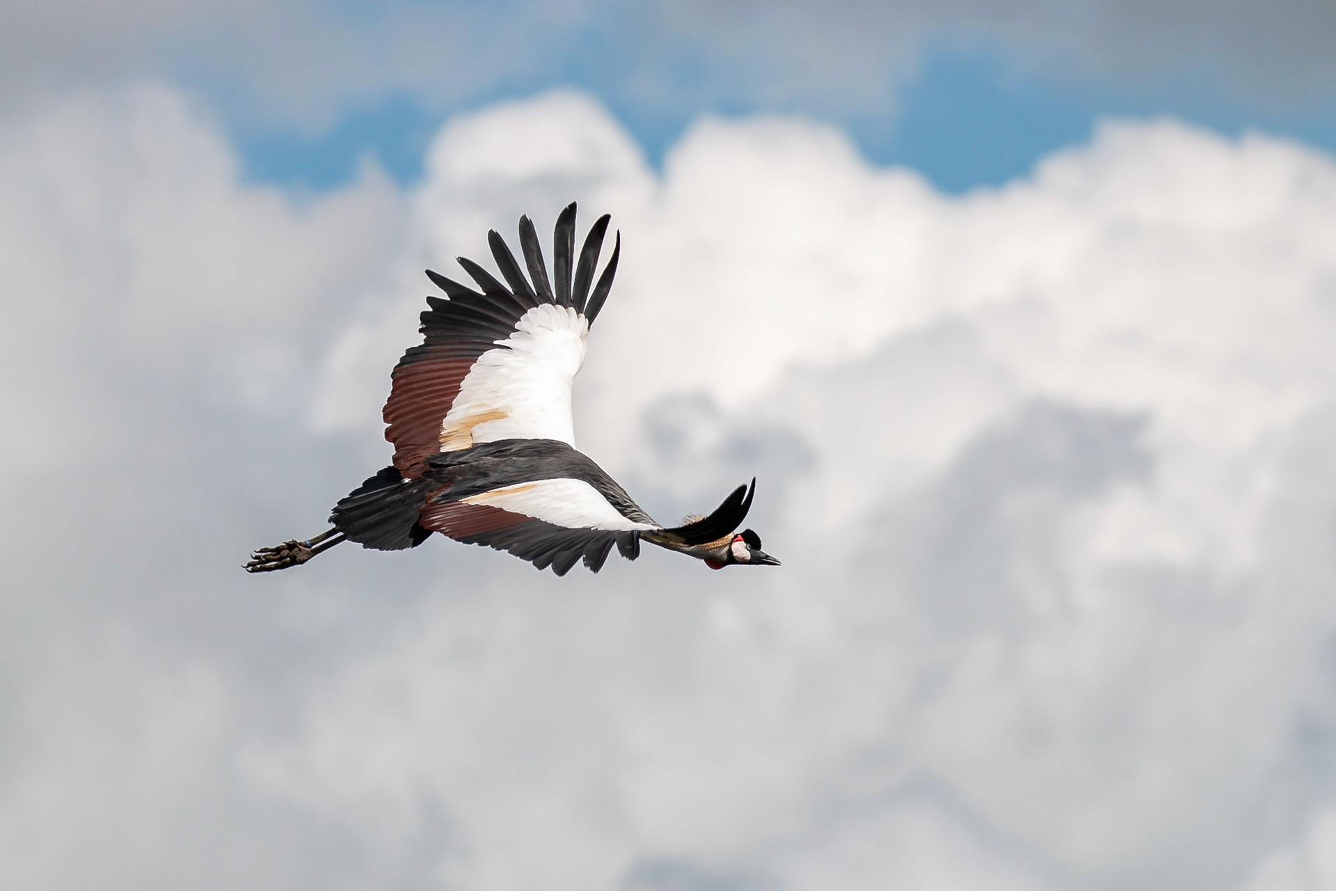 Kroonkraanvogel