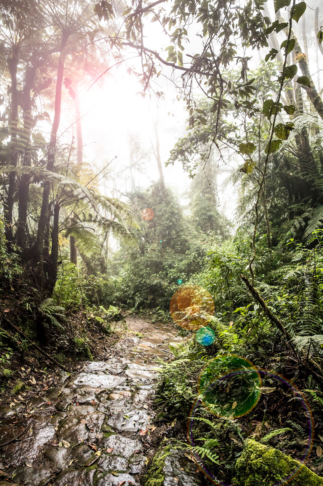 Jungle Path