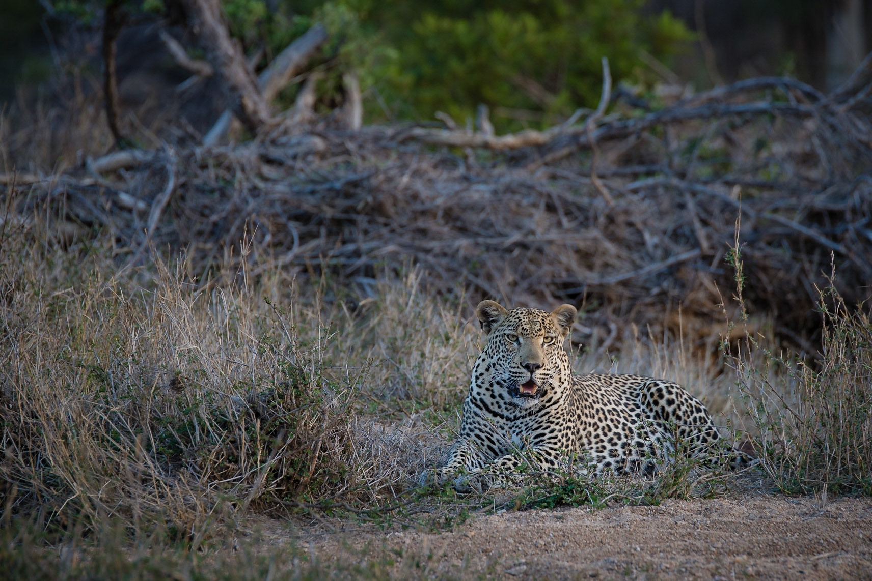 Panthera pardus, Mpumalanga, South Africa, 2014