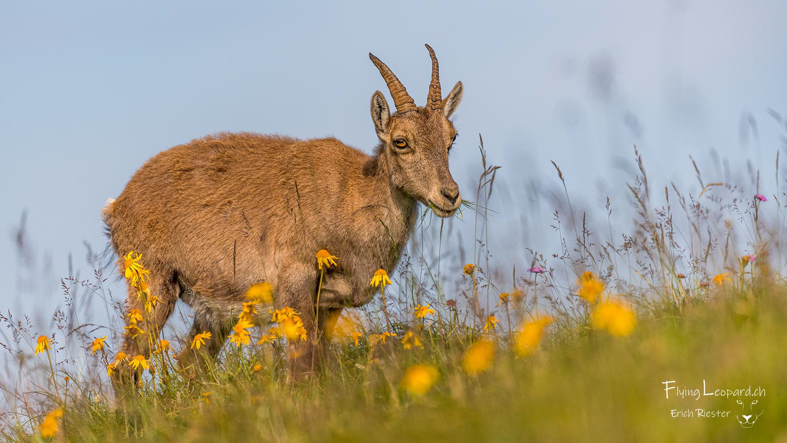 Alpensteinbock (Capra ibex - Alpine ibex)