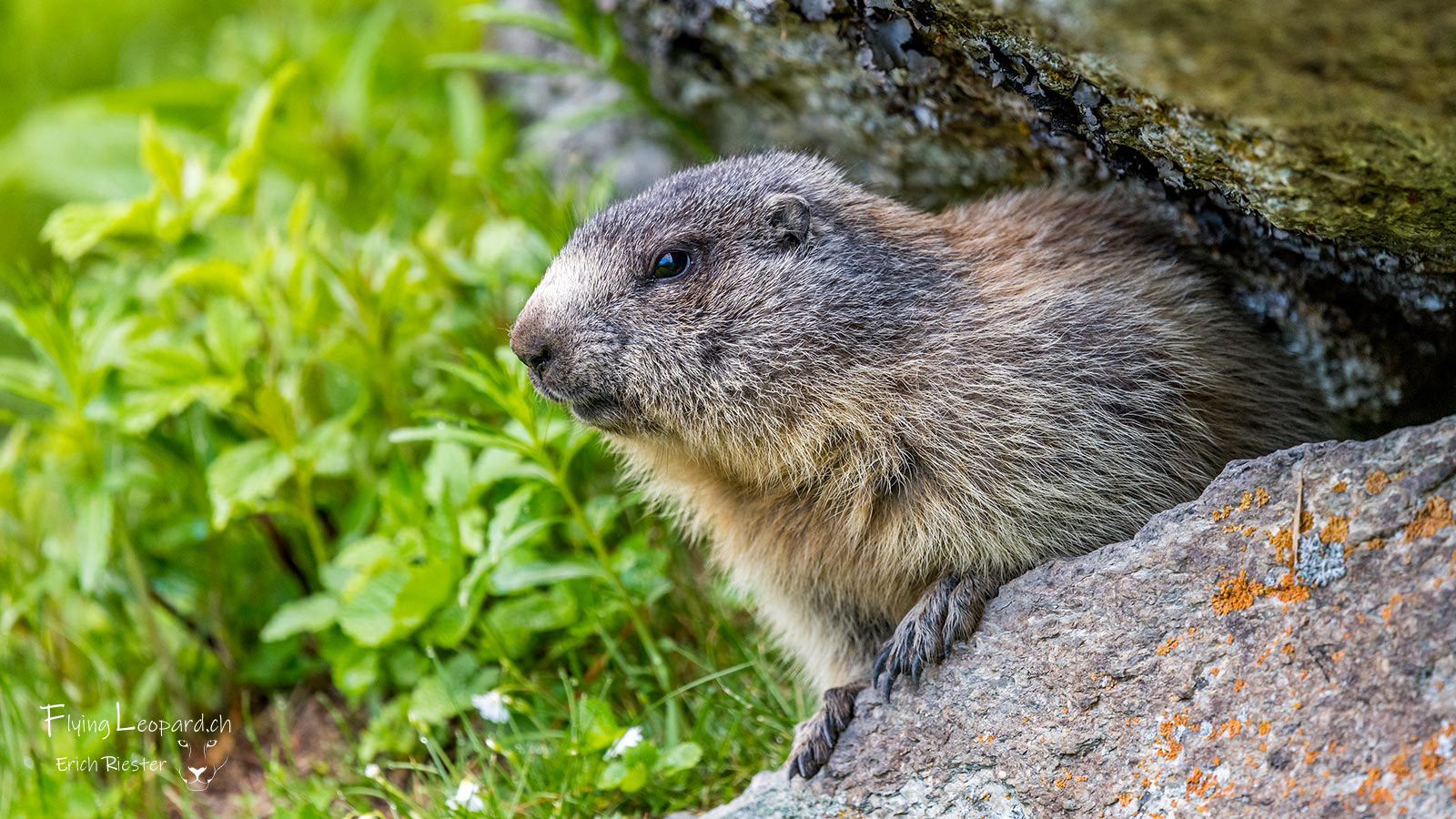 Alpenmurmeltier (Marmota marmota - Alpine marmot)