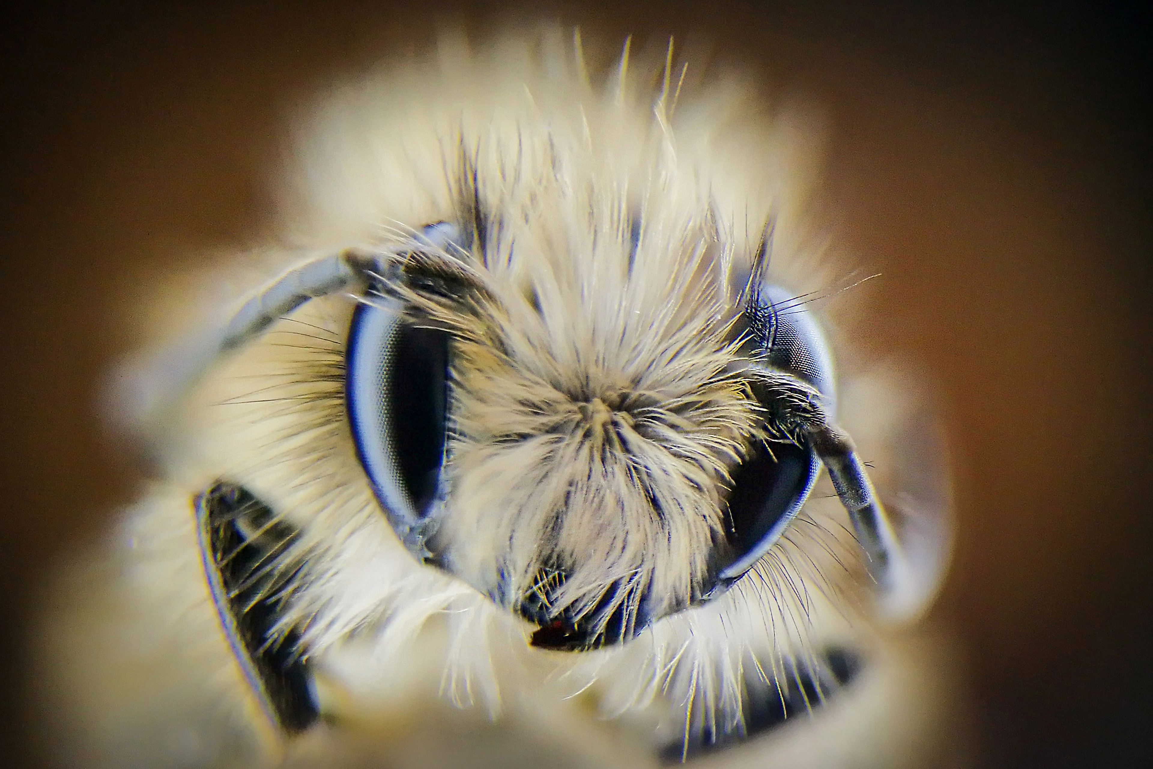 Bee Extreme Macro | Focus Stacked - 41 Frames | Smartphone | 22 Mar 2017 | Estee White Photography