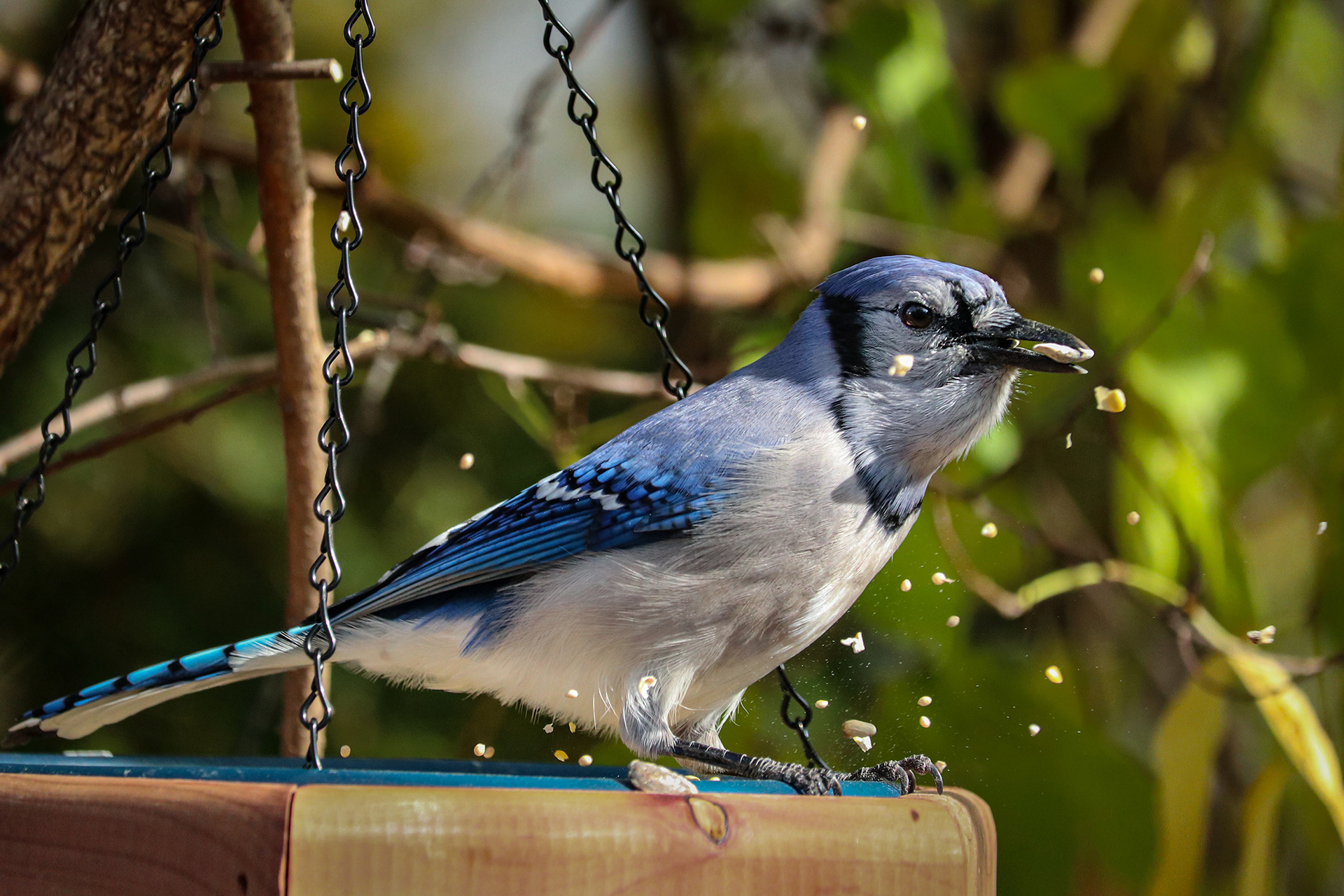 Male Blue Jay Bird with a Seed Closeup | Estee White Photography | Green Island, NY - 25 Oct 2020